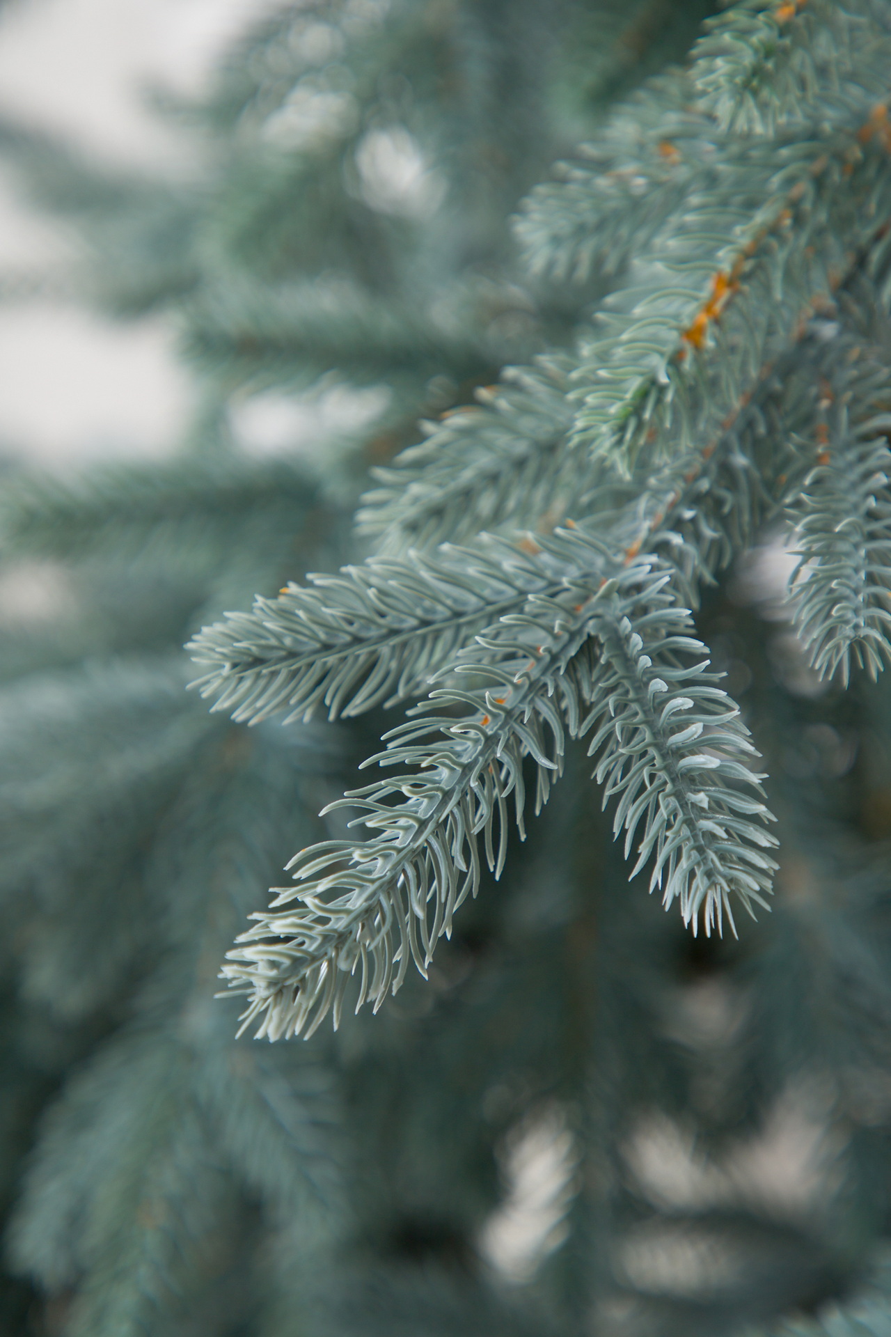 Ель Монарх цвет голубой Империя Ёлок 100 см - фото 3