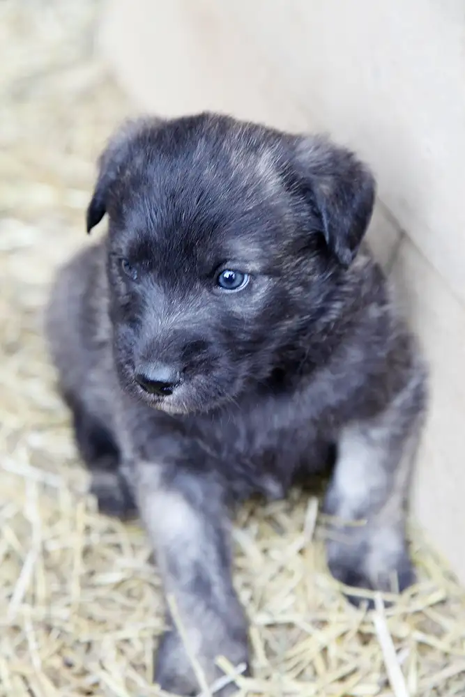 Собака Майло - фото 2