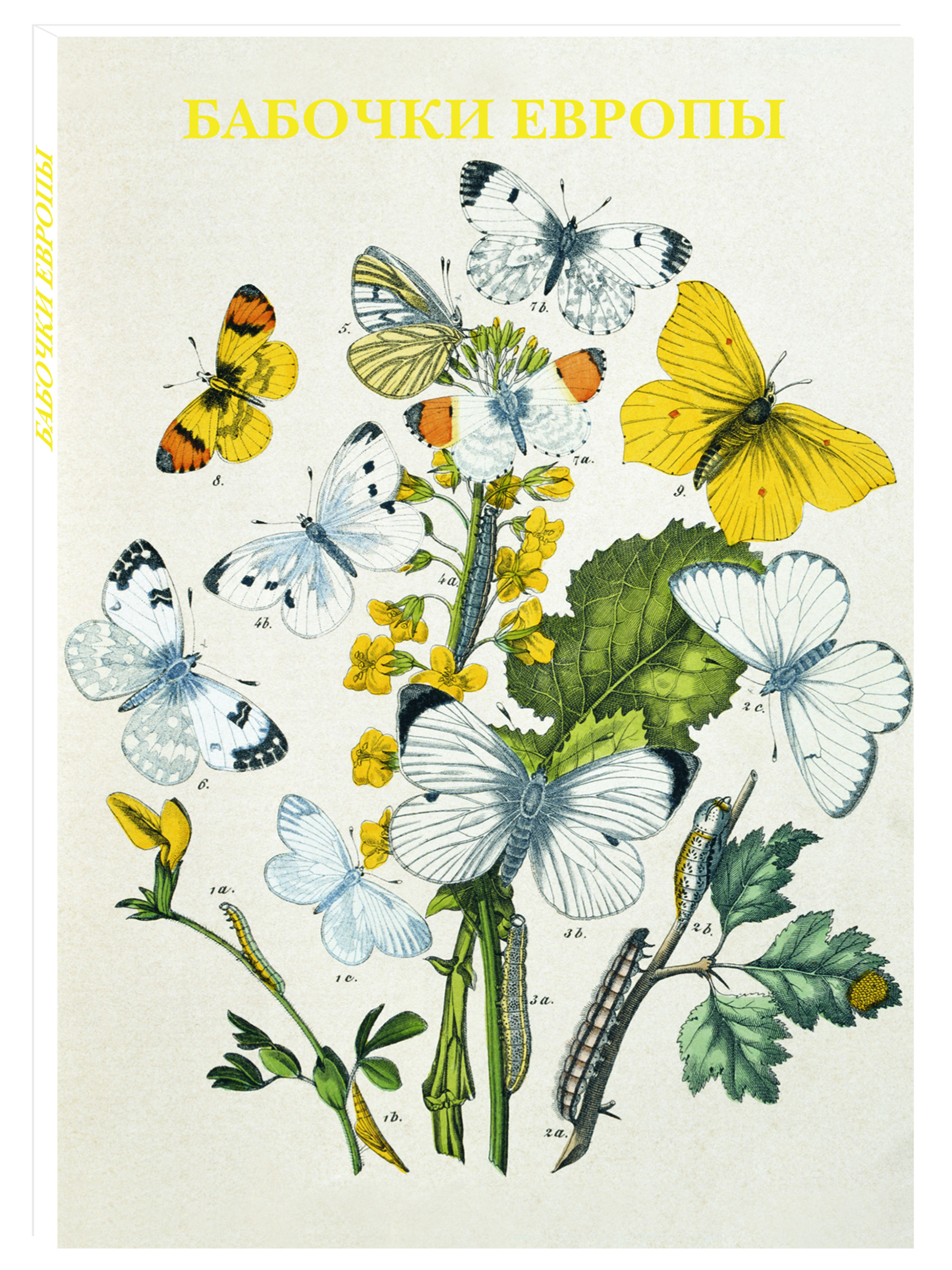Набор открыток Белый город Бабочки Европы - фото 1