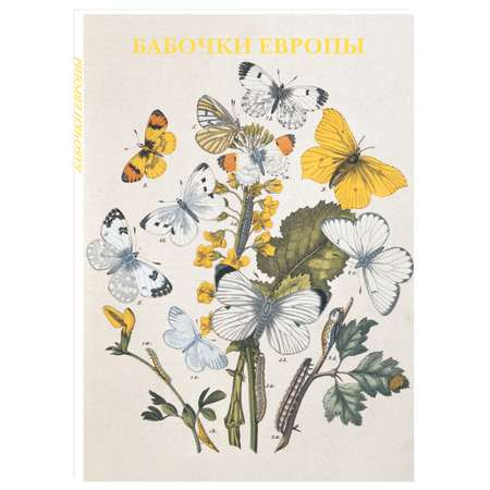 Набор открыток Белый город Бабочки Европы