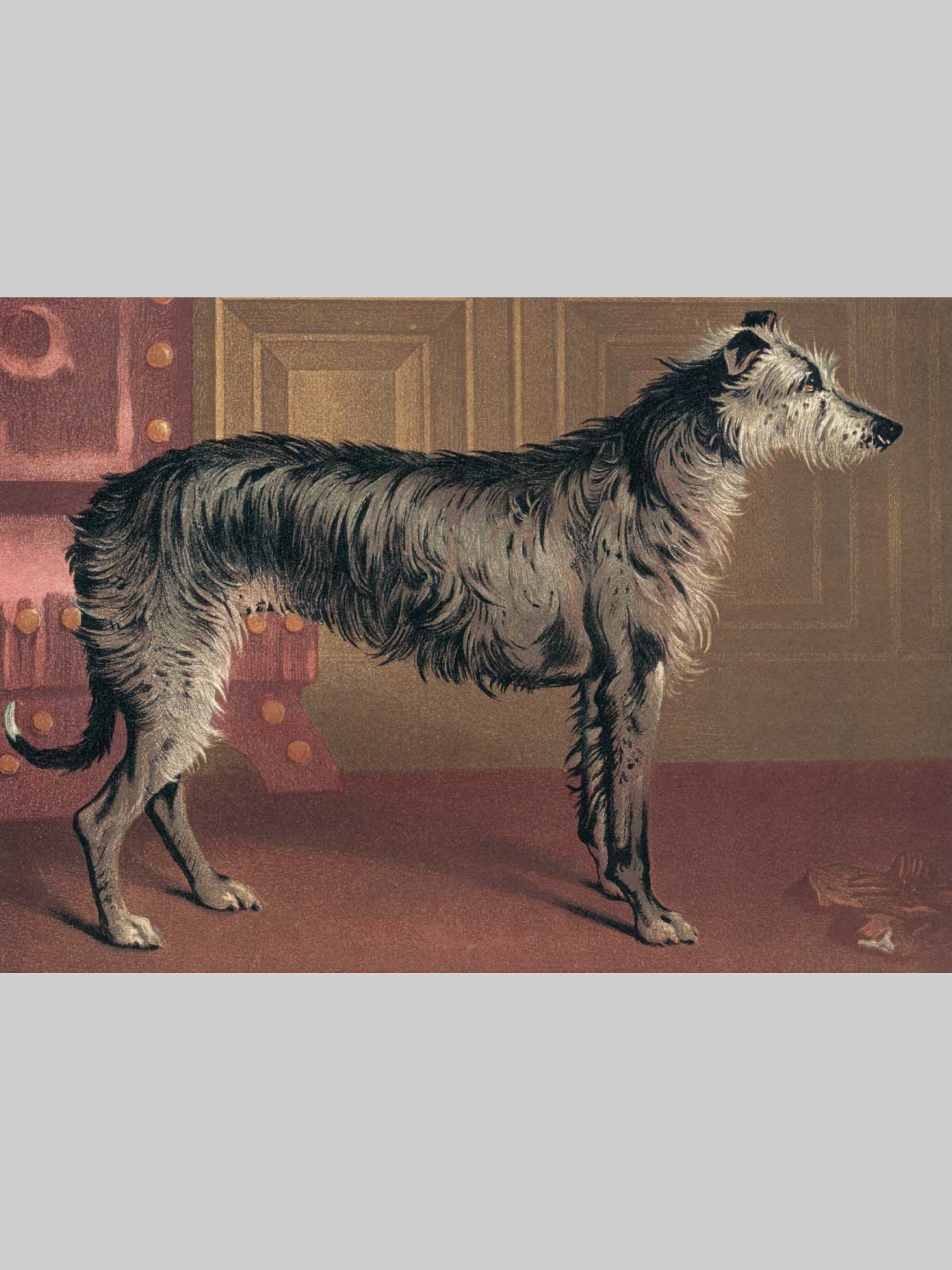 Набор открыток Белый город Собаки - фото 8