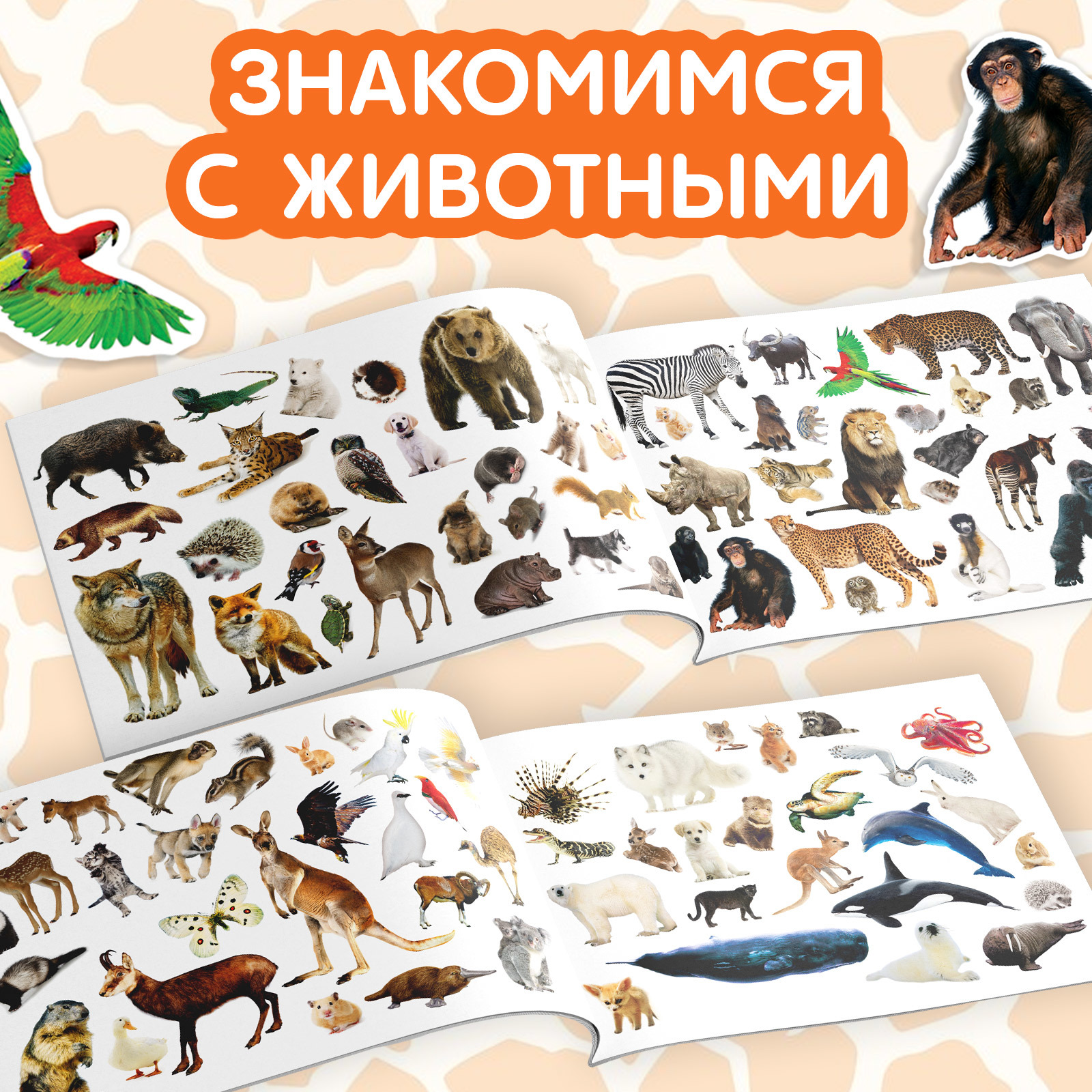 Книга с наклейками Буква-ленд Животные со всего света 100 наклеек 12 страниц - фото 3