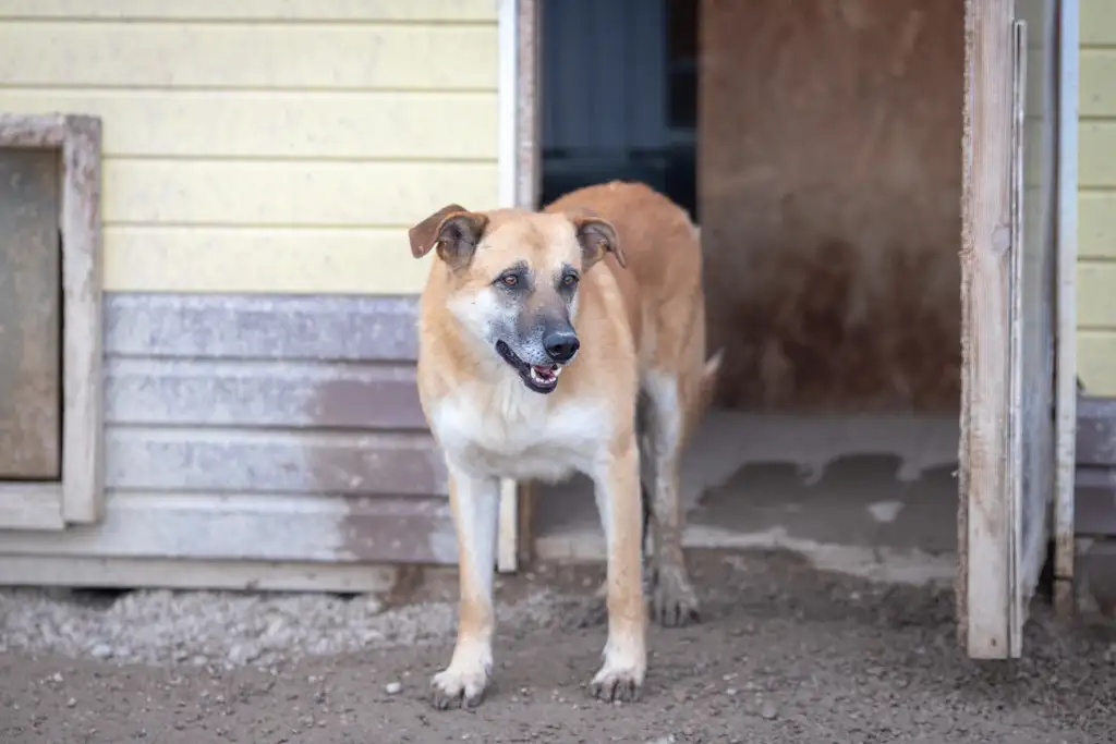 Собака Костик - фото 2