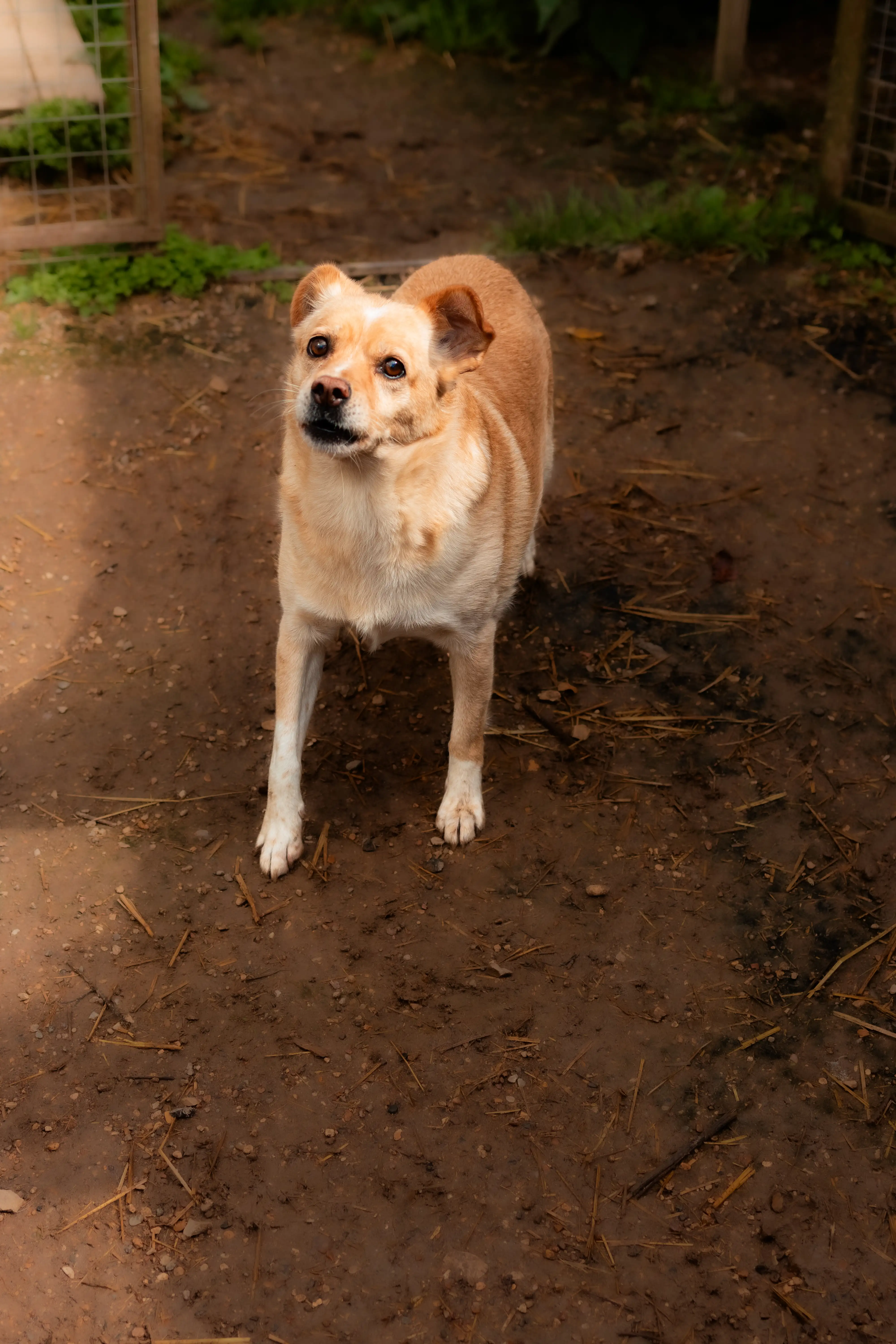 Собака Бука - фото 3