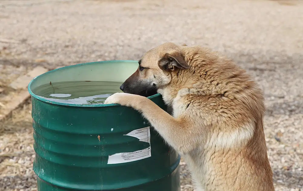 Собака Ник - фото 3