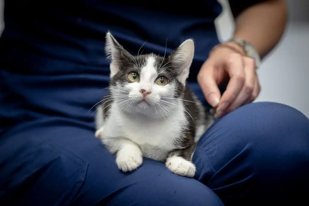 Кошка Смородинка - фото 1