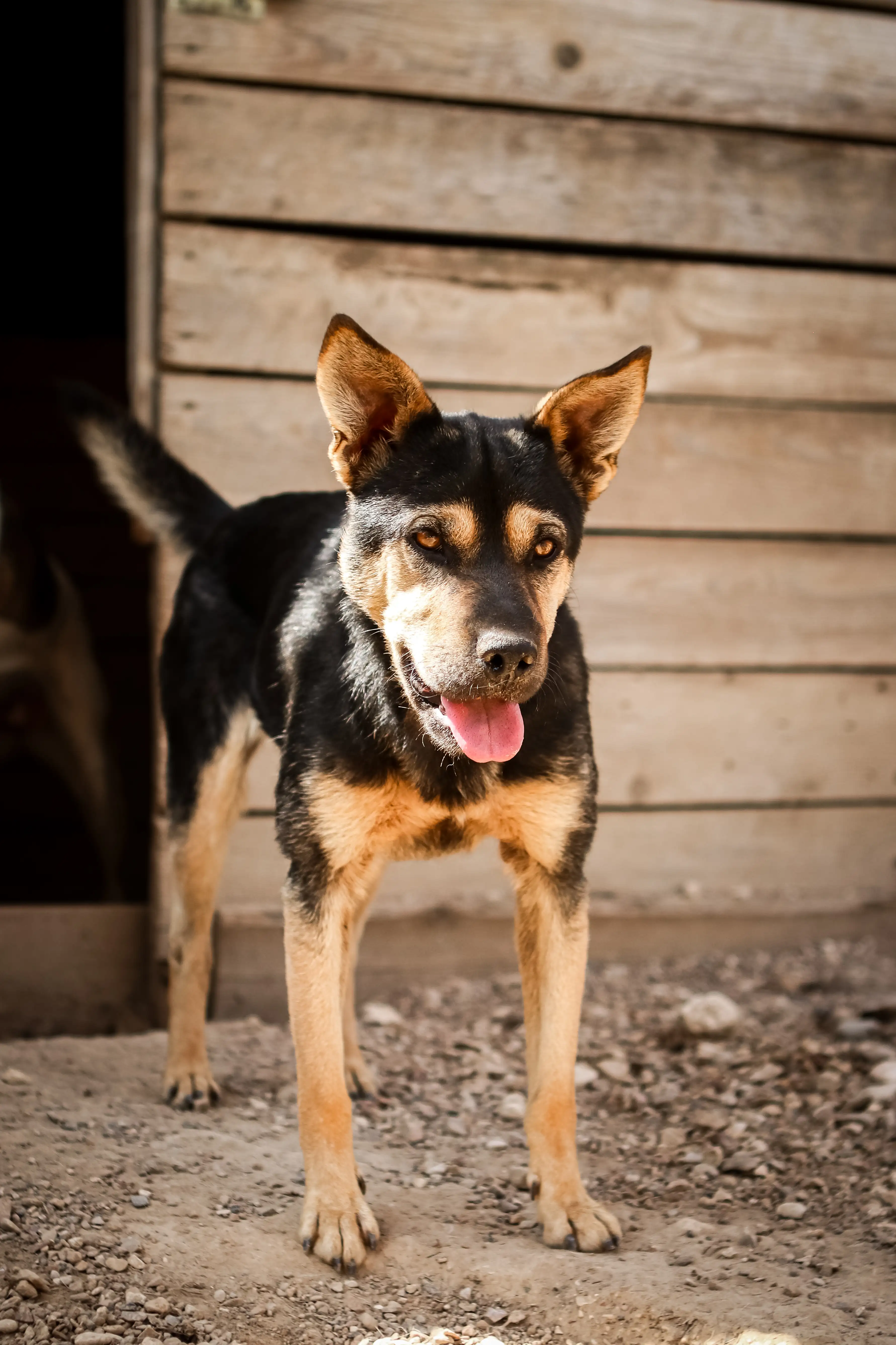 Собака Гуся - фото 4