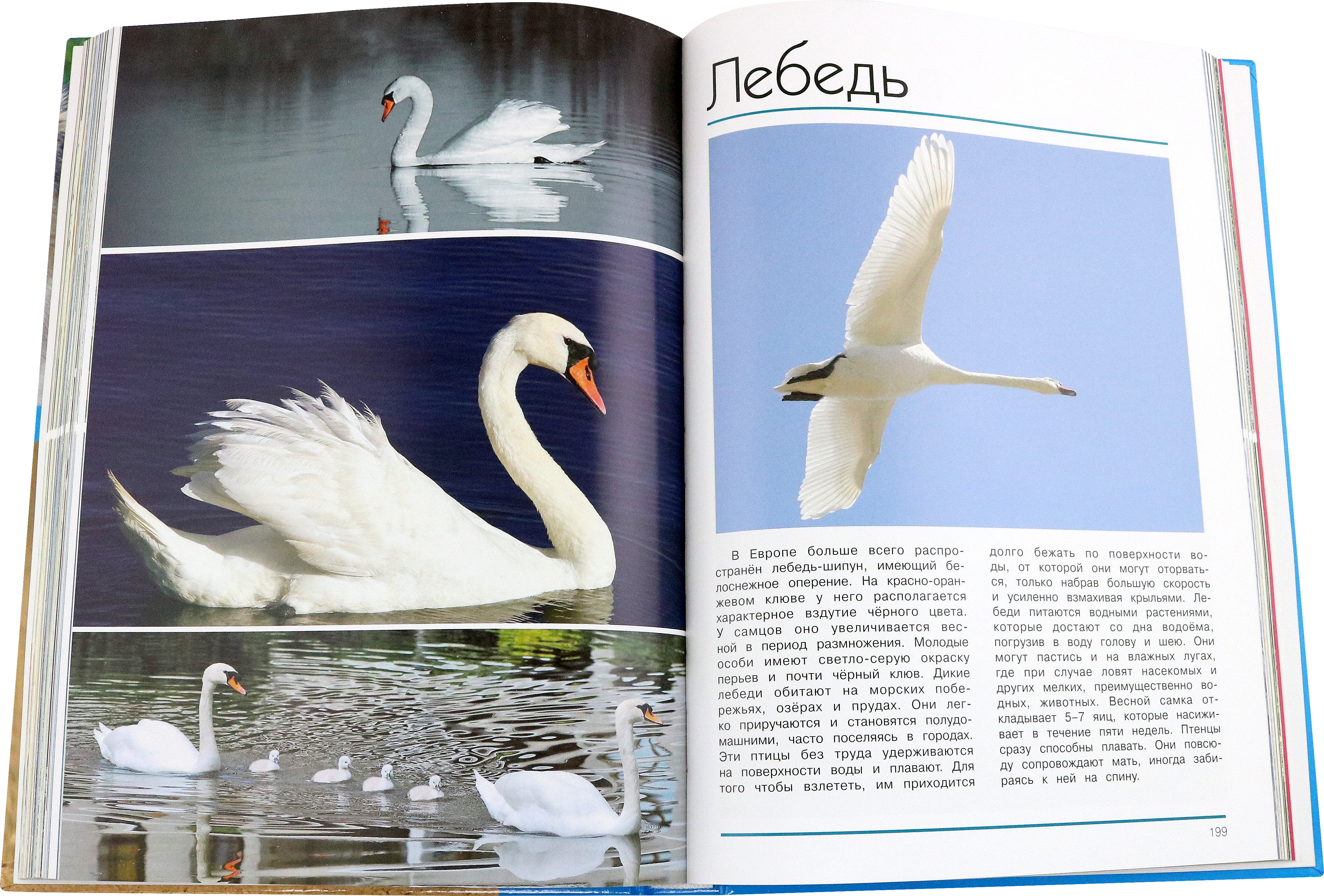 Книга Лабиринт Мир животных Открой для себя удивительный мир животных - фото 5