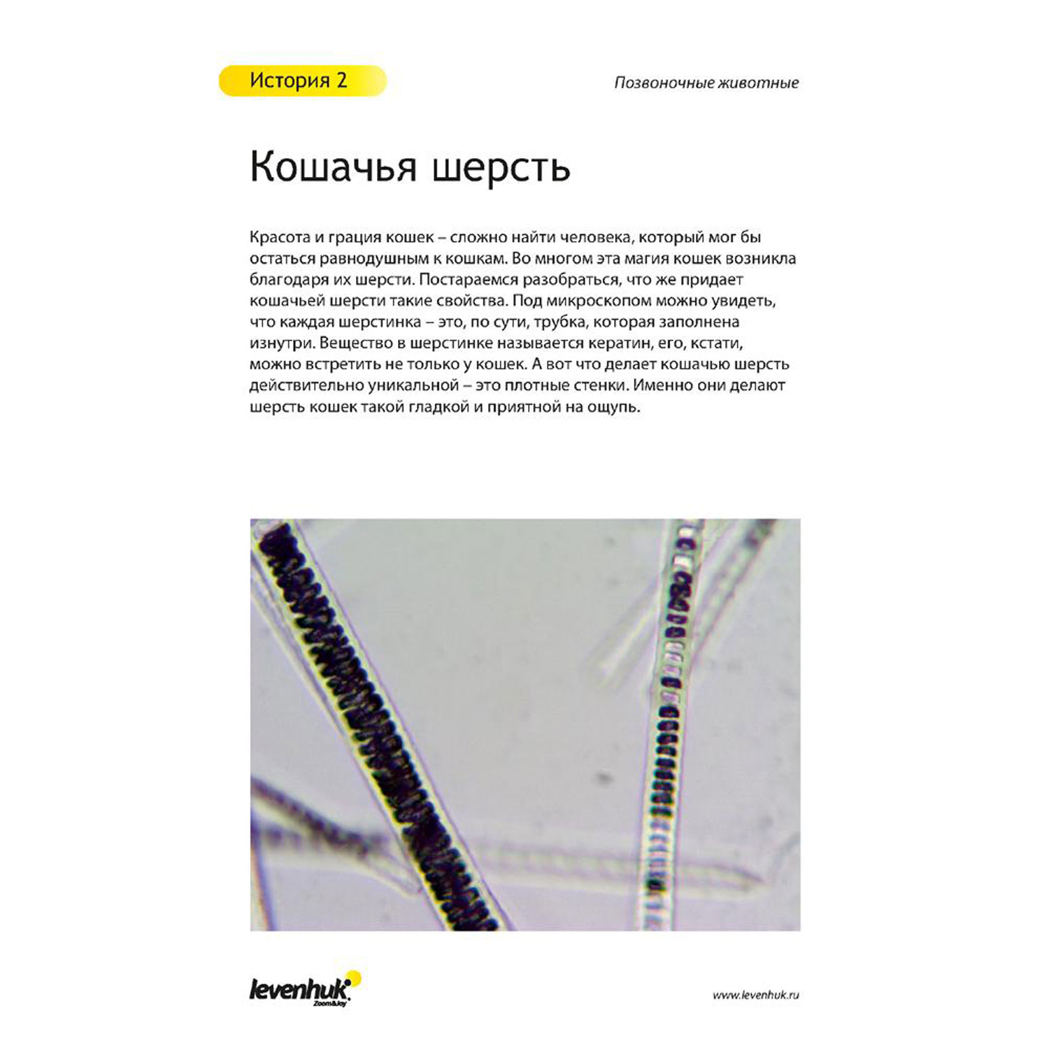 Наглядное пособие Levenhuk - фото 21