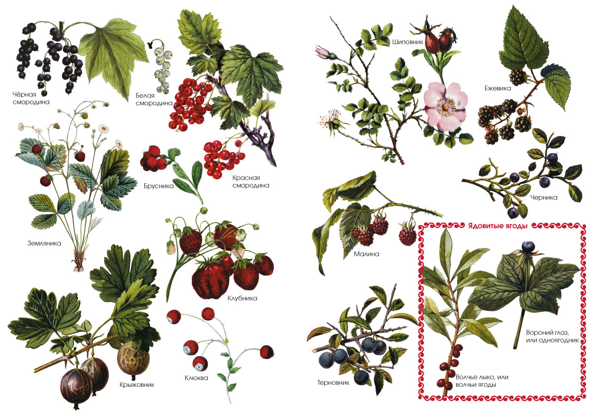 Книга Белый город Ладушки. Энциклопедия детского фольклора - фото 9