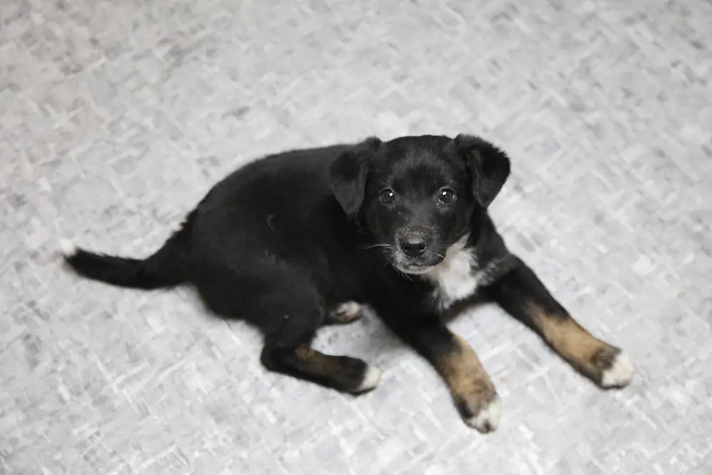 Собака Бублик - фото 3