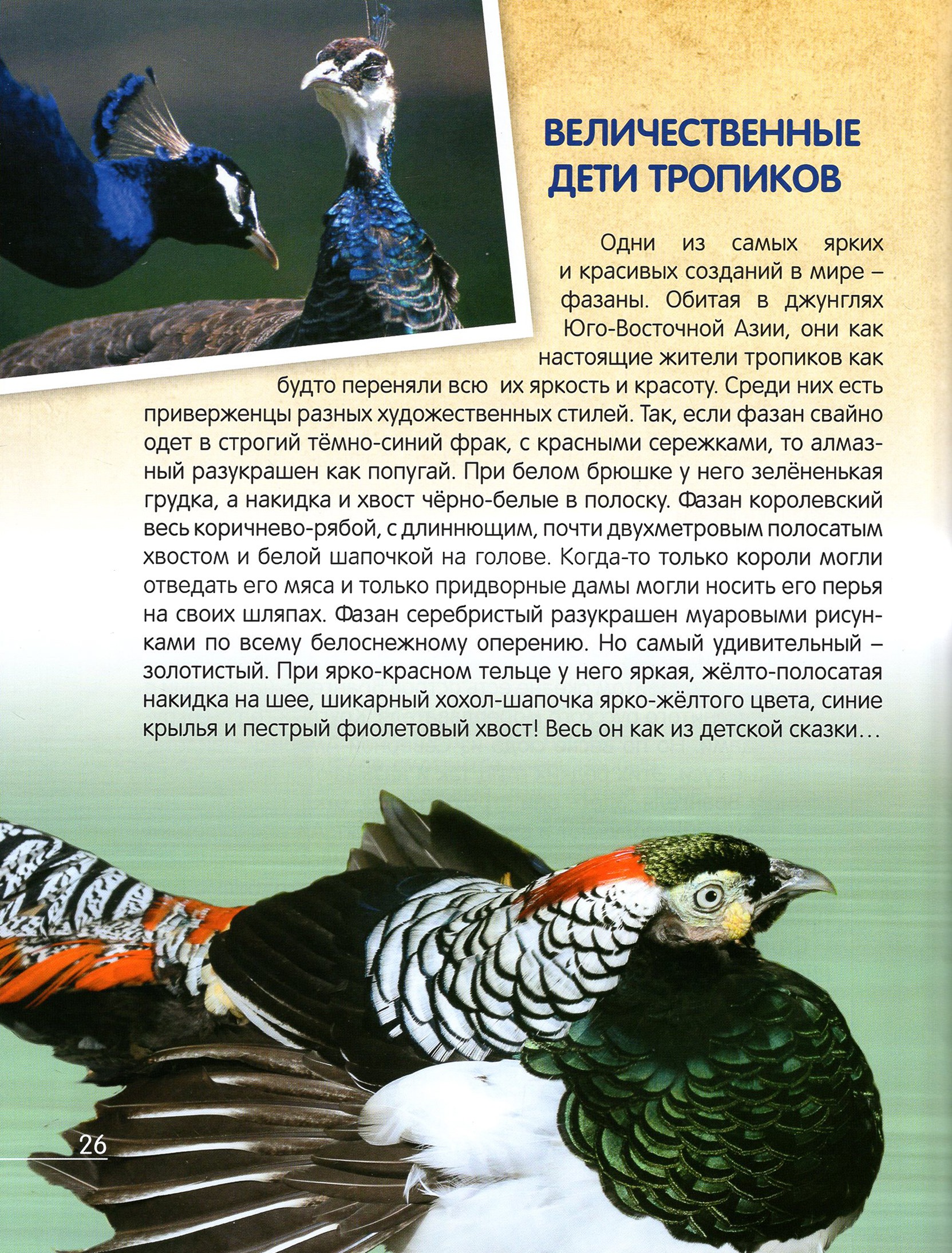 Книга Лабиринт О птичках, рыбках и зверюшках - фото 3