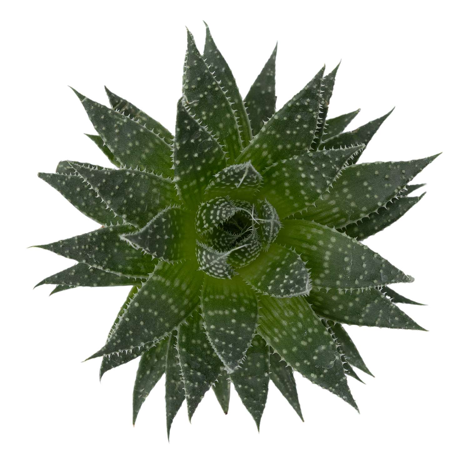 Растение ЕТК Суккуленты D5.5 в ассортименте - фото 8