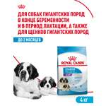 Корм для щенков ROYAL CANIN Starter очень крупных пород 4кг