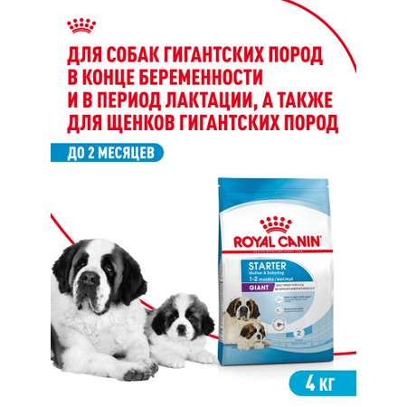 Корм для щенков ROYAL CANIN Starter очень крупных пород 4кг