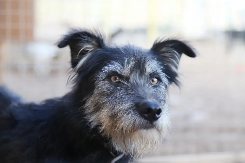 Собака Тузик - фото 4