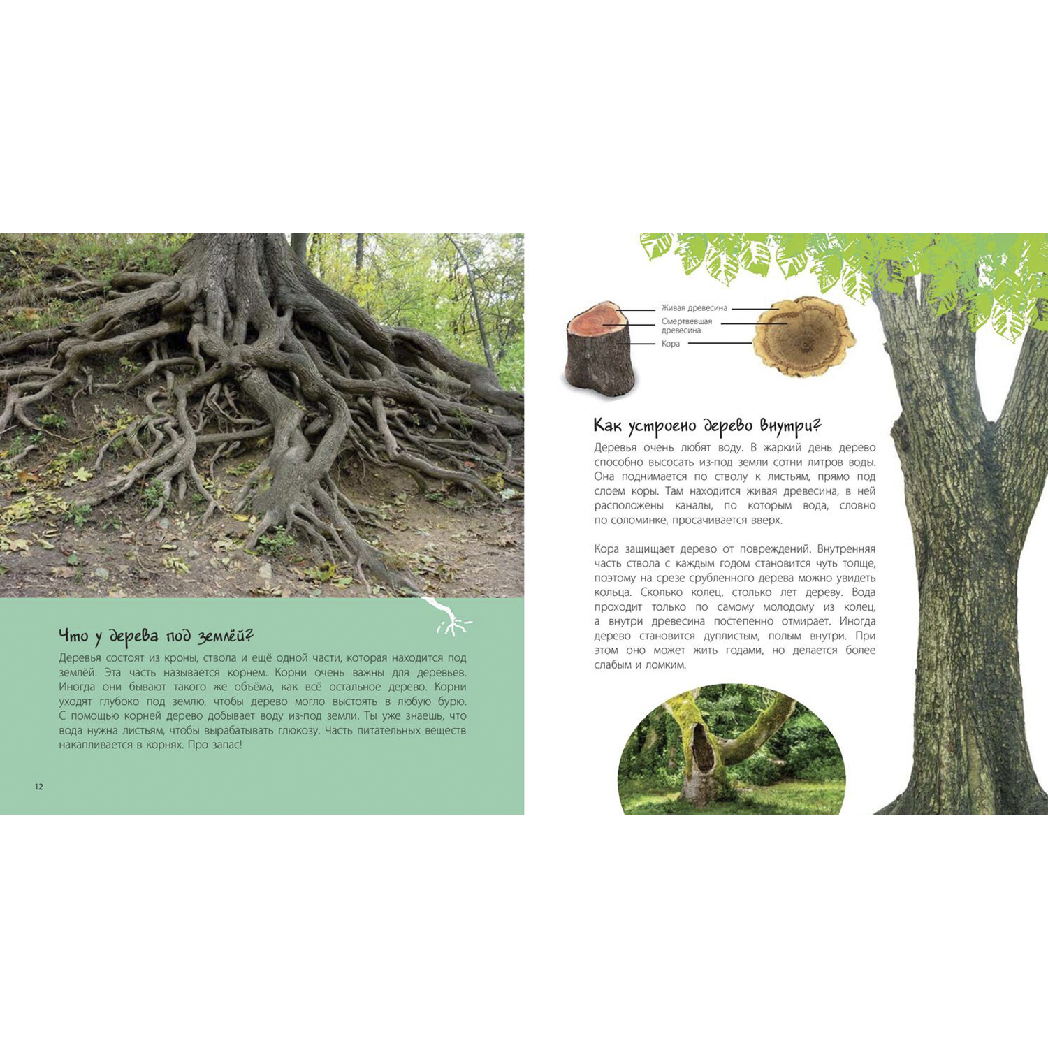 Книга ЭНАС-книга Таинственный лес - фото 4