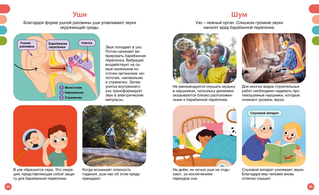 Книга Махаон Как устроено тело человека - фото 13