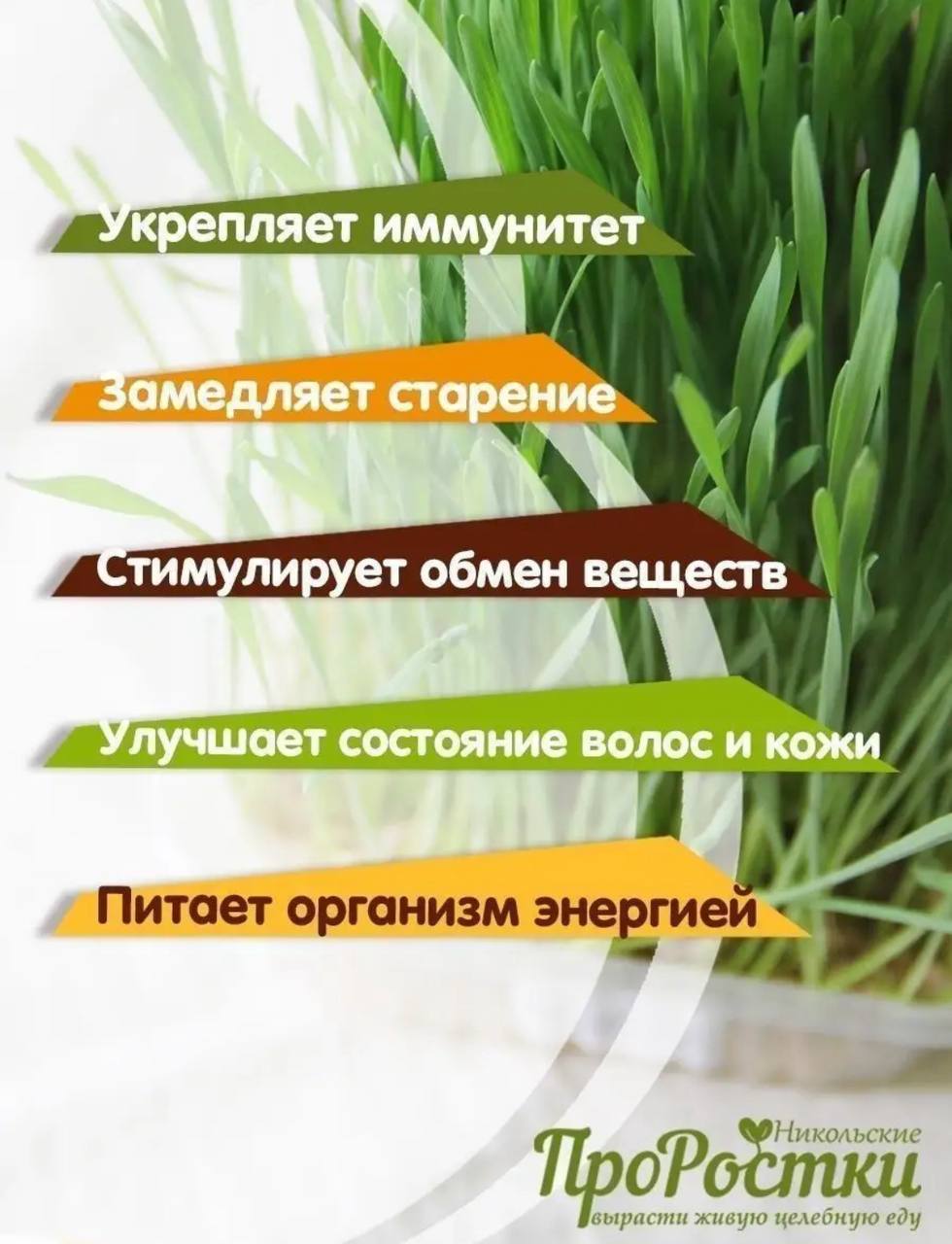 Семена для микрозелени Никольские ПроРостки пшеница - фото 2