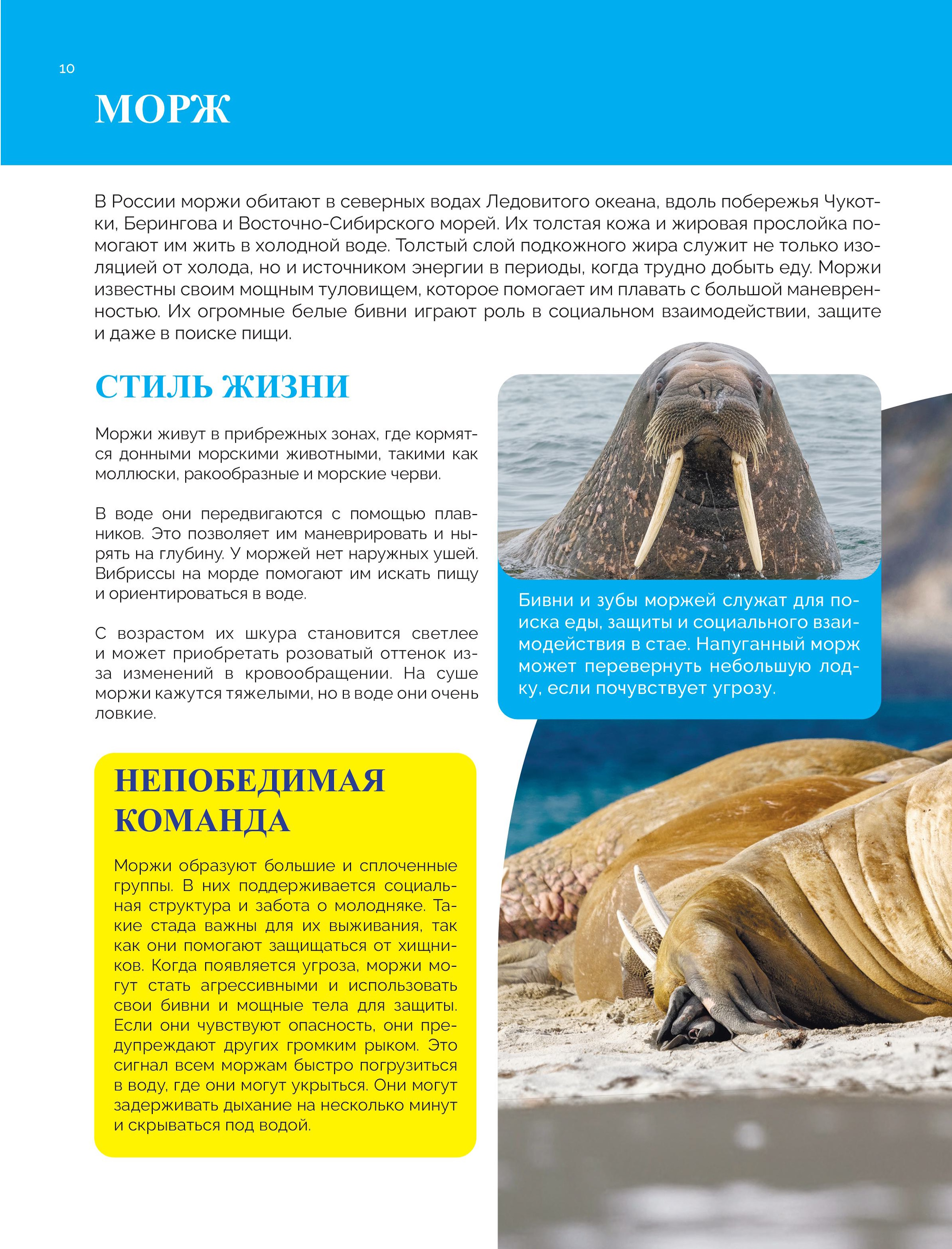 Книга Эксмо Красная книга России От Байкала - фото 9