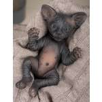 Кукла мини Magic Manufactory Magic Pets Сфинкс черный высота 18 см