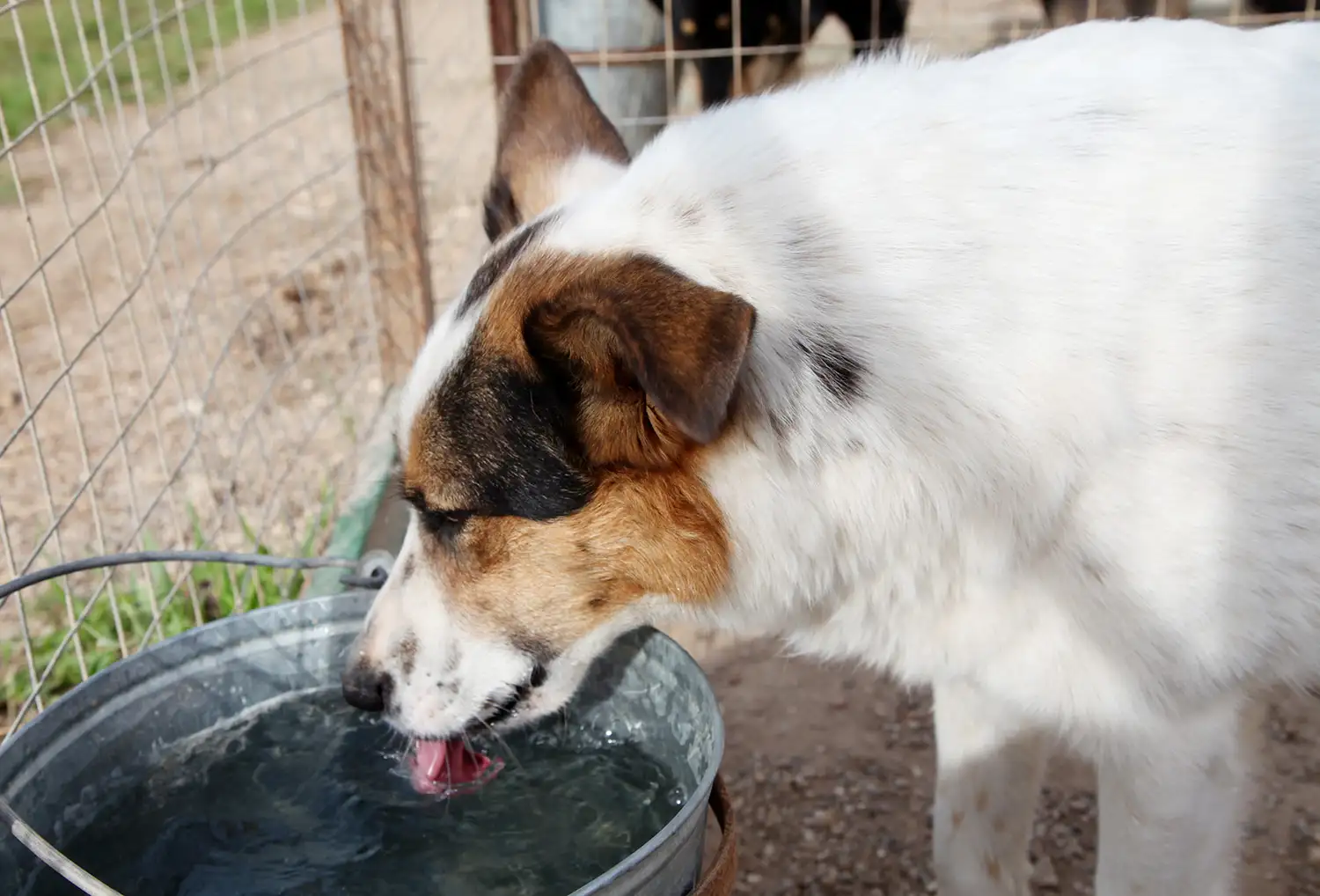 Собака Кемра - фото 3