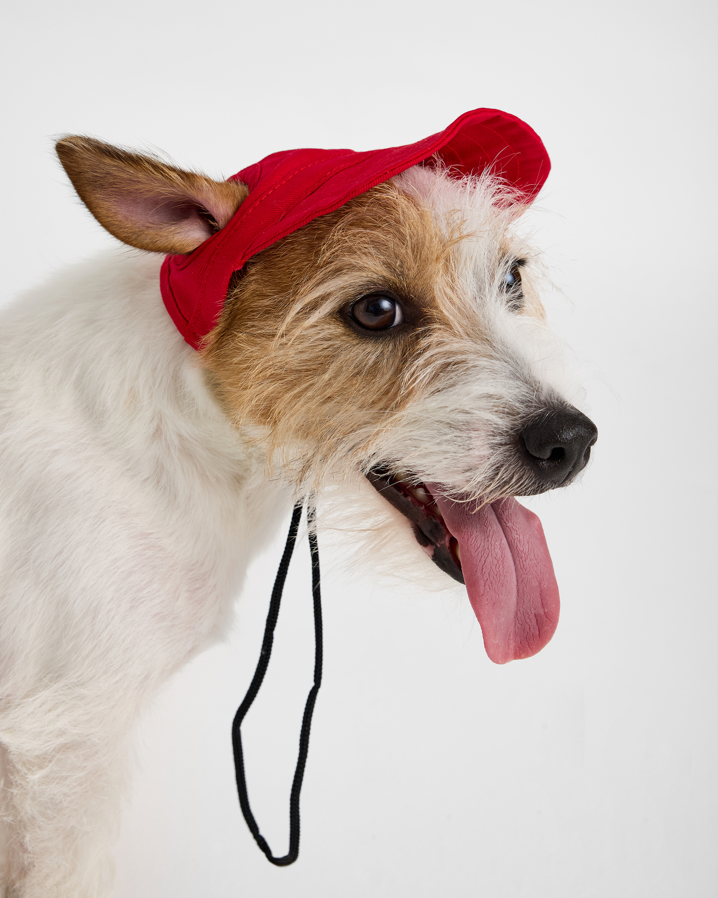 Кепка для собак и кошек Зоозавр - фото 1