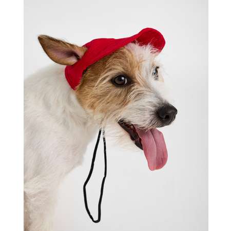 Кепка для собак и кошек Зоозавр