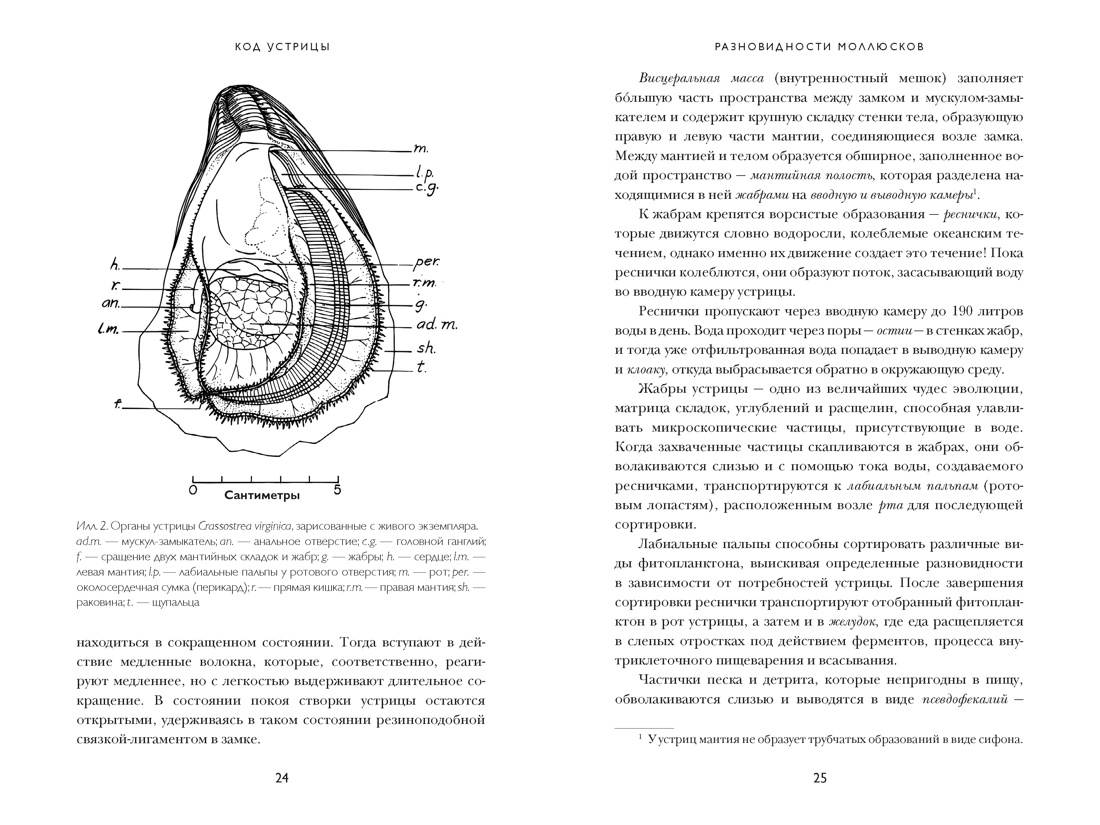 Книга КОЛИБРИ НаучнИнт Мартино Д Код устрицы Загадочная история деликатеса - фото 14