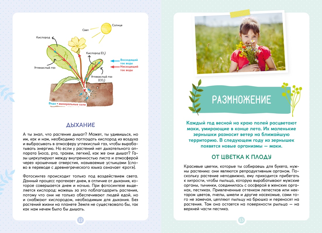 Книга Махаон Франсуа Куплан , Роберт Каплан. Растения вокруг нас - фото 5