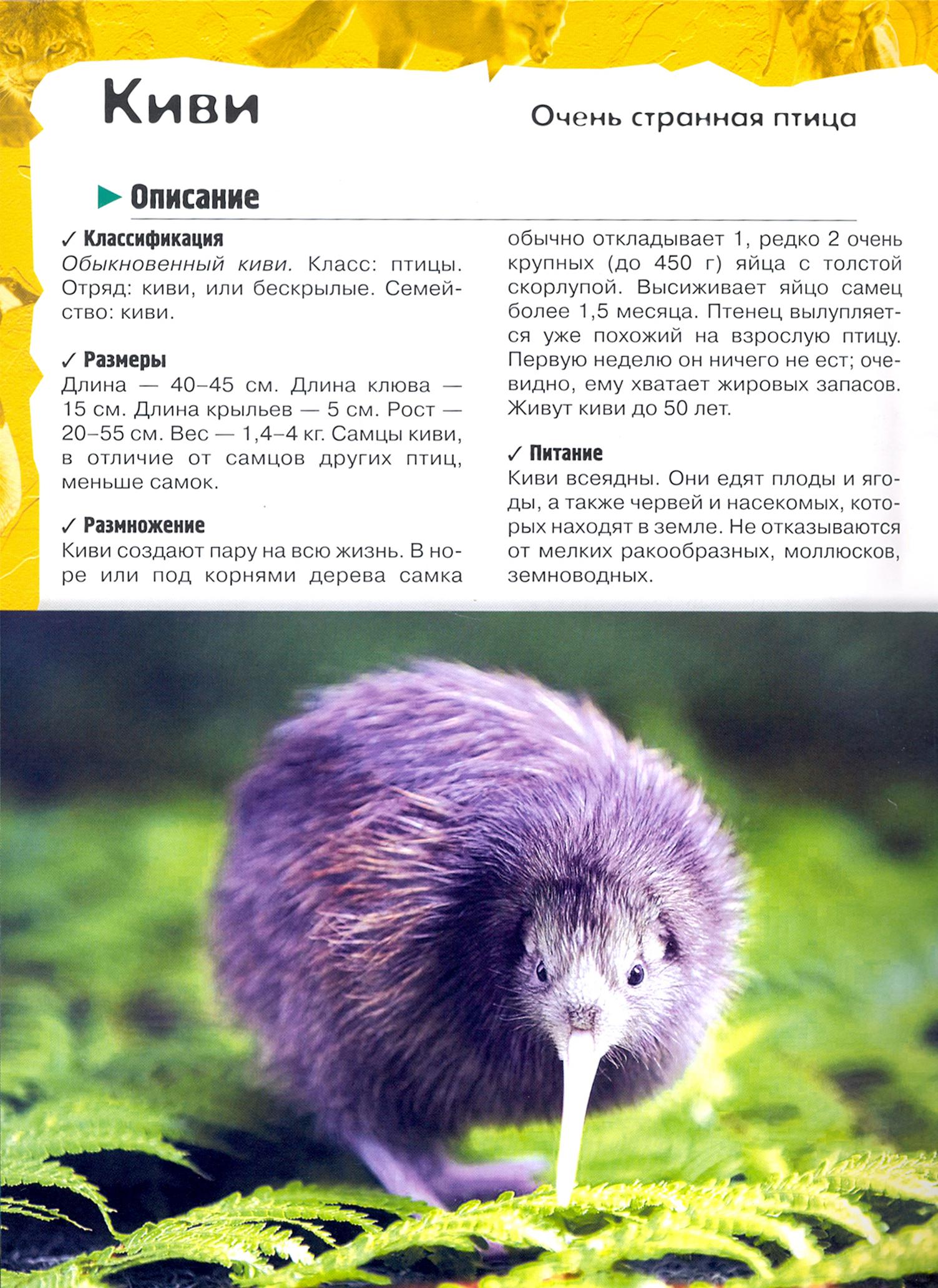 Книга Лабиринт В лесу в жарких странах рядом с нами - фото 7