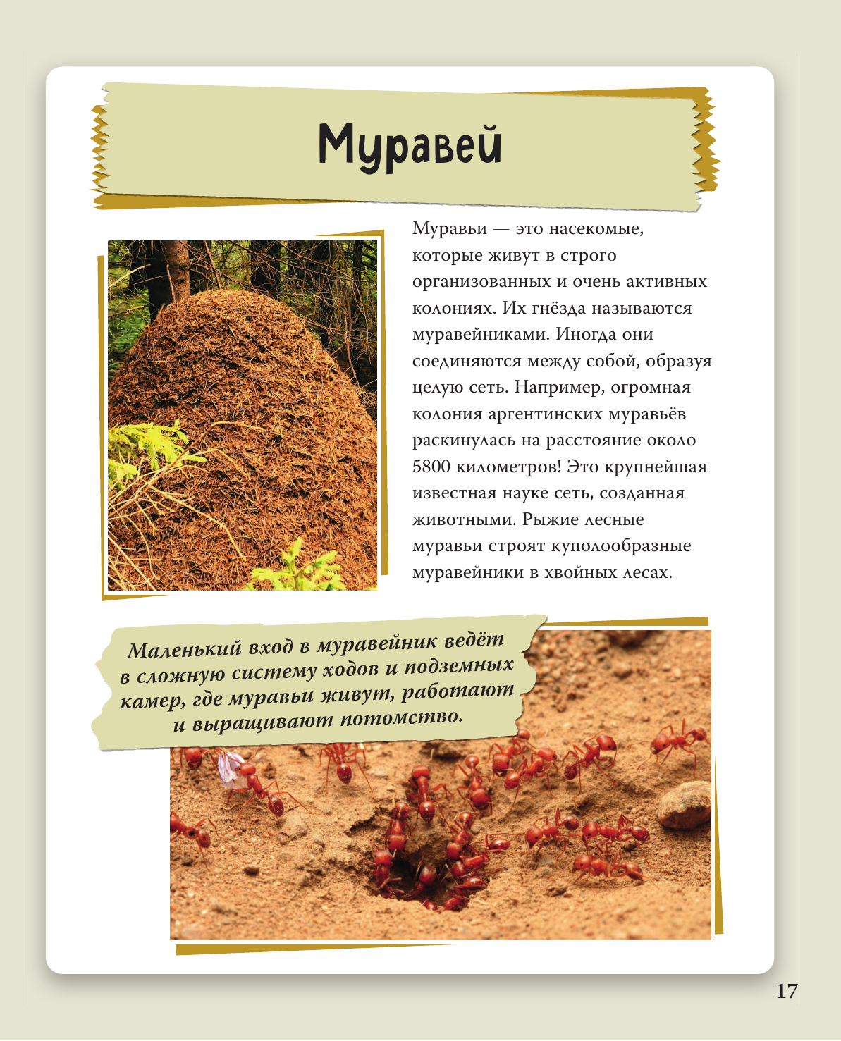 Книга Эксмо Удивительные животные нашей планеты - фото 26