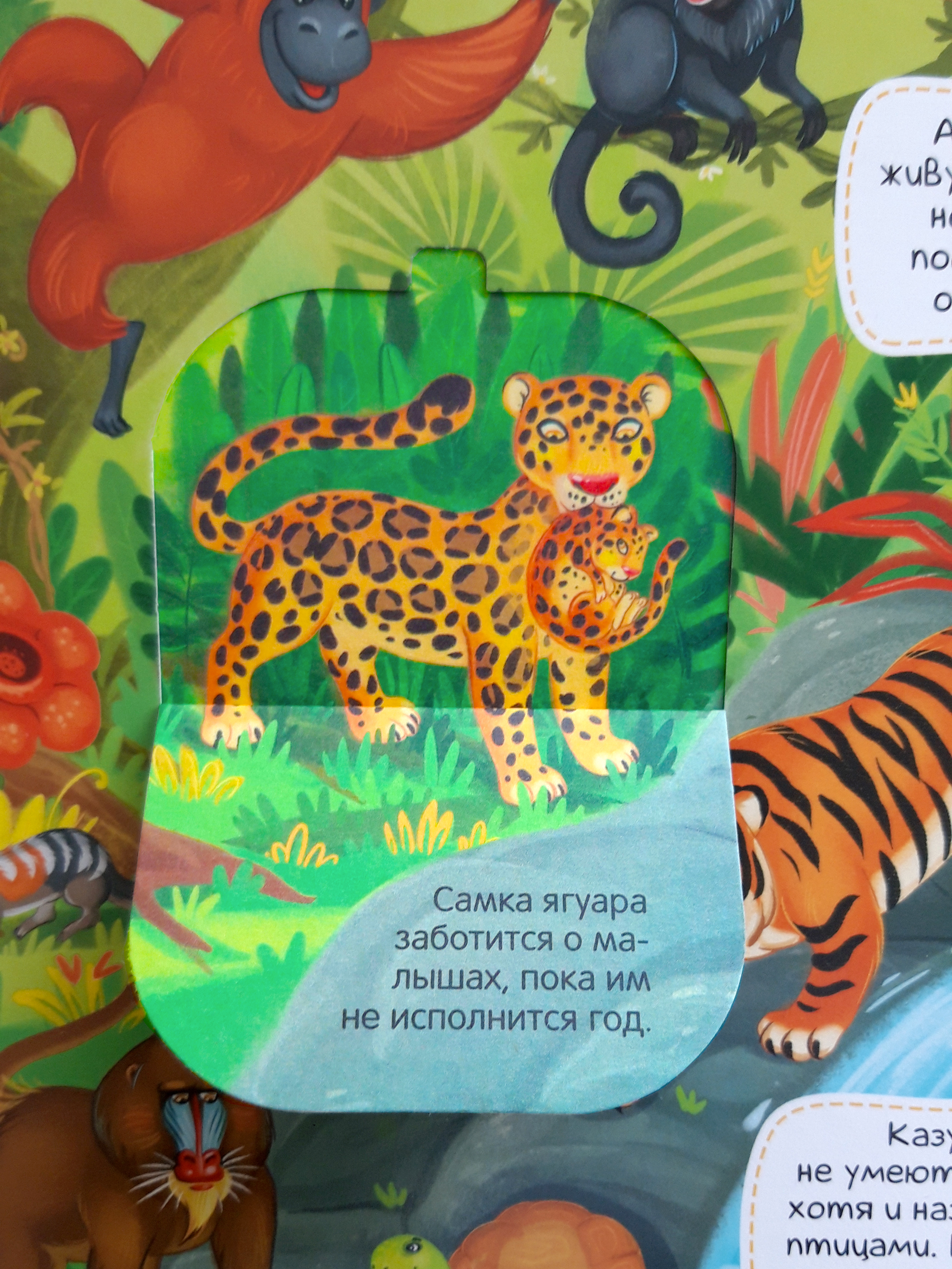 Виммельбух с окошками. Malamalama Энциклопедия Животные. Книга с окошками - фото 3