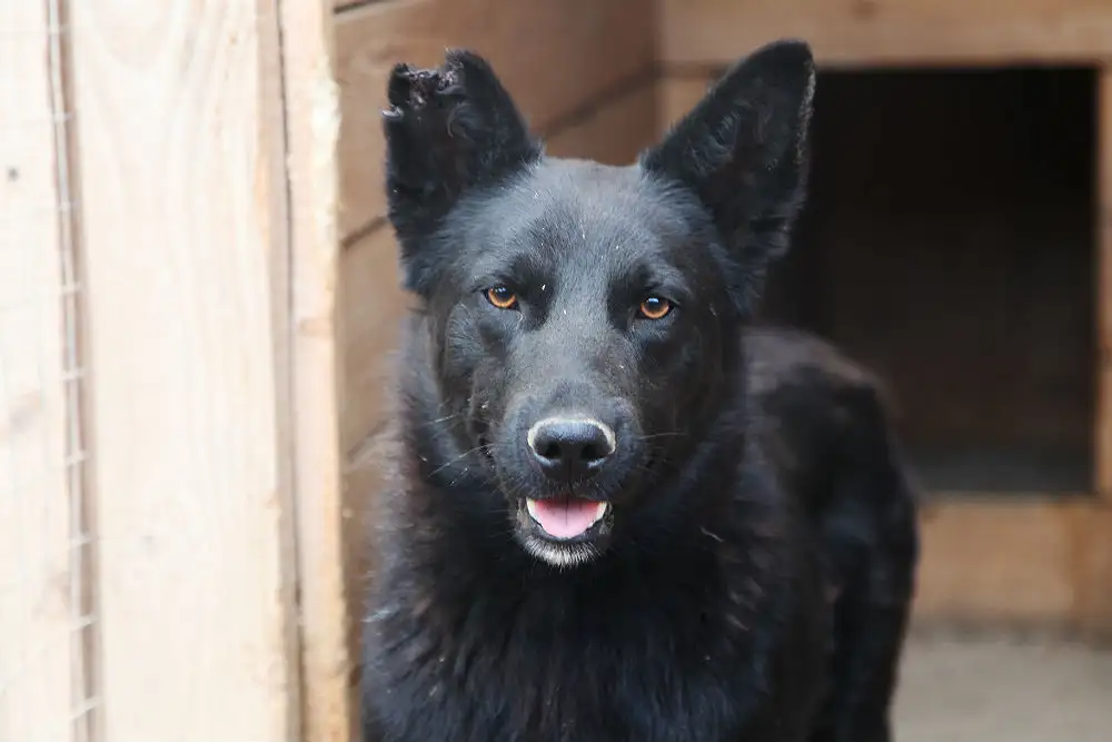 Собака Чирник - фото 2