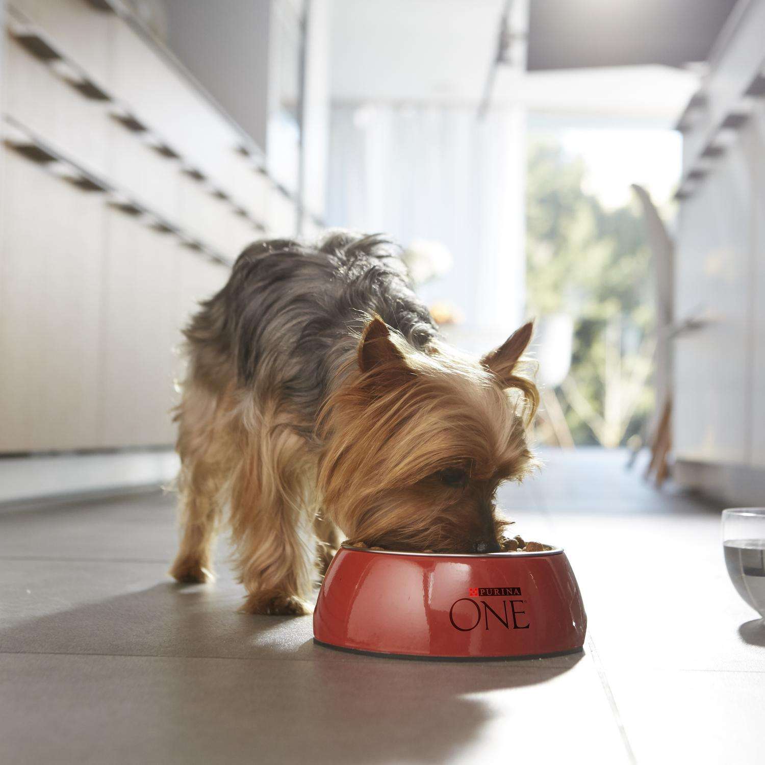 Корм для собак Purina One Mini Mini активных мелких пород курица-рис 1.5кг - фото 9