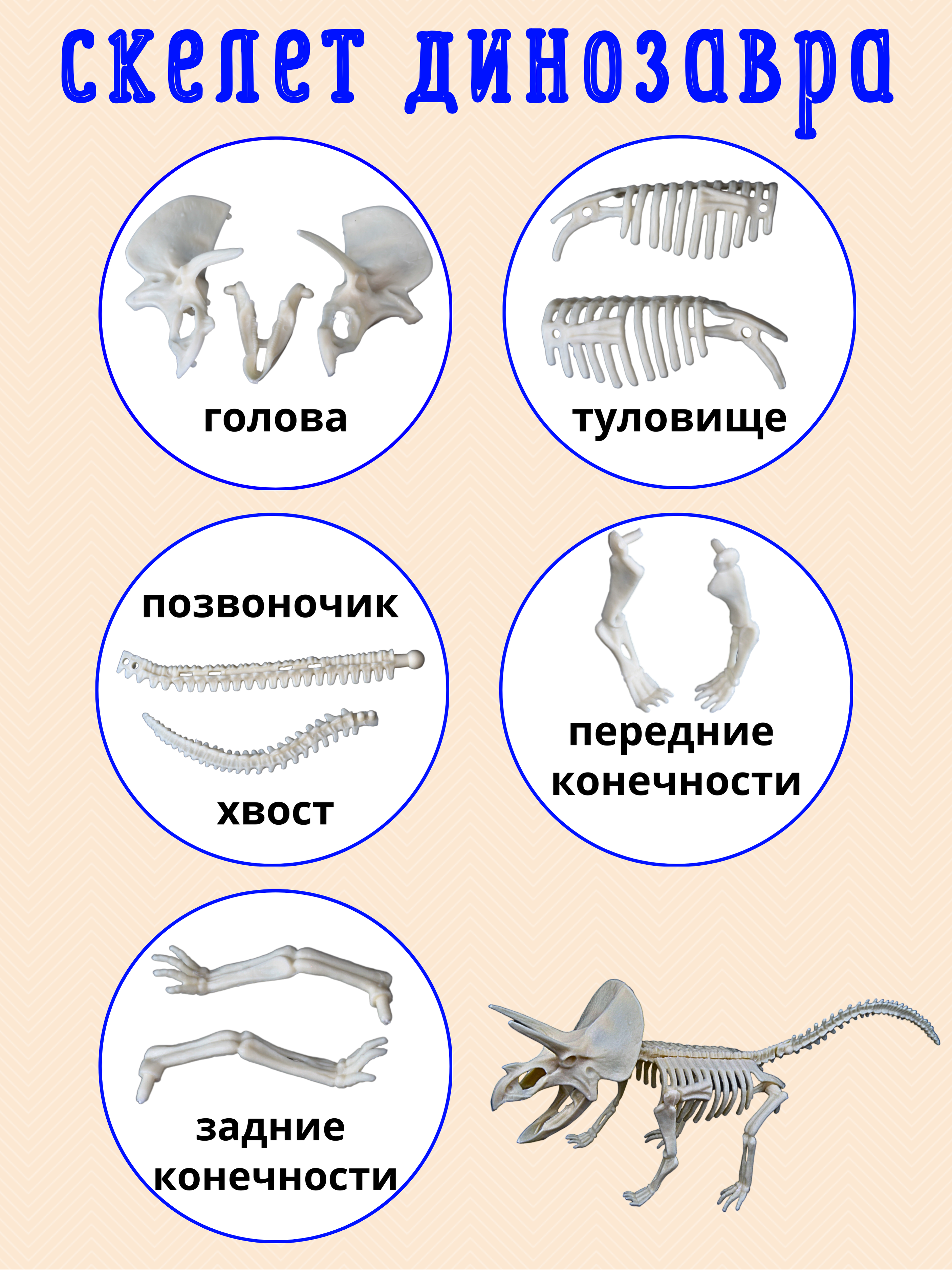 Набор для опытов VSEVERA Трицератопс - фото 6