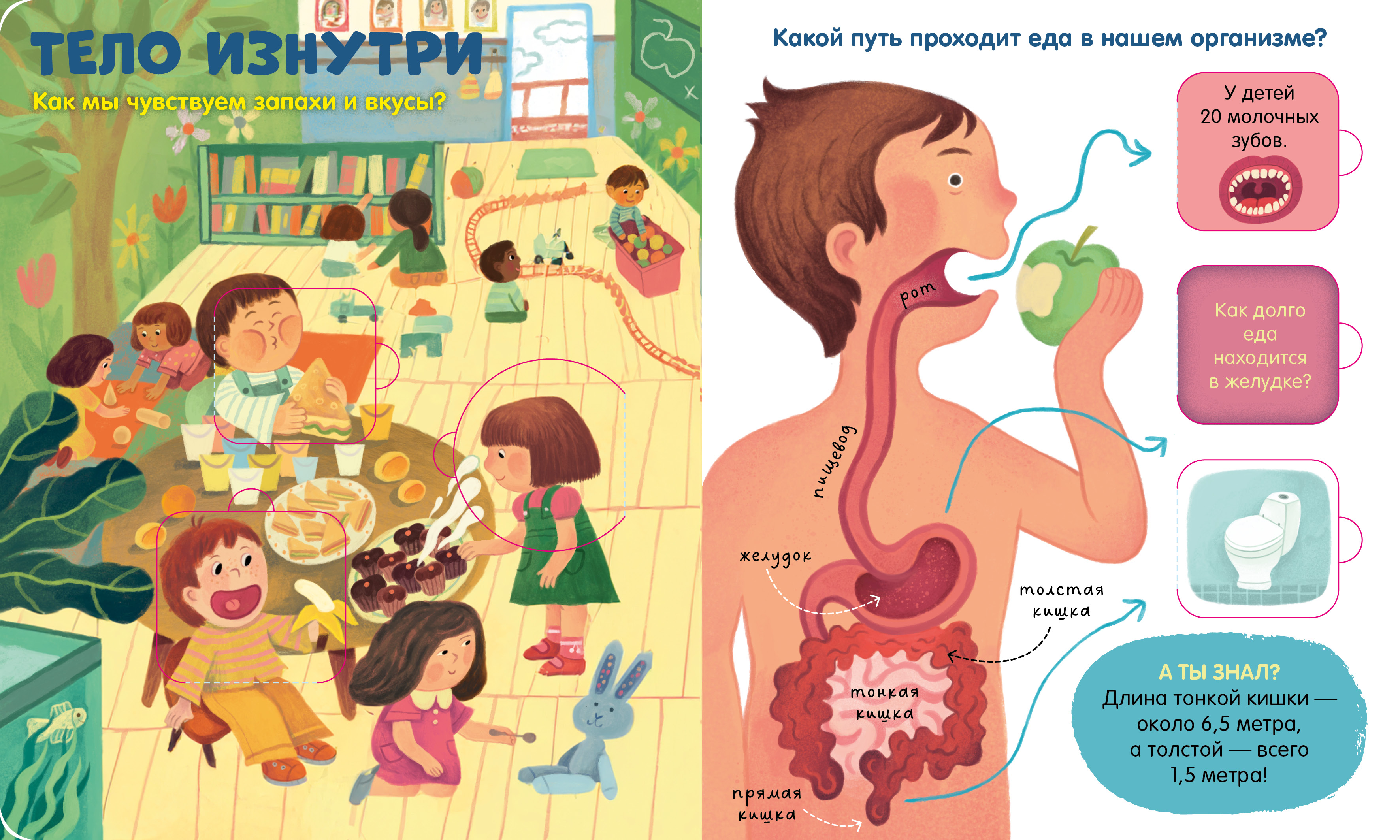 Книжка с окошками Clever Тело человека - фото 2
