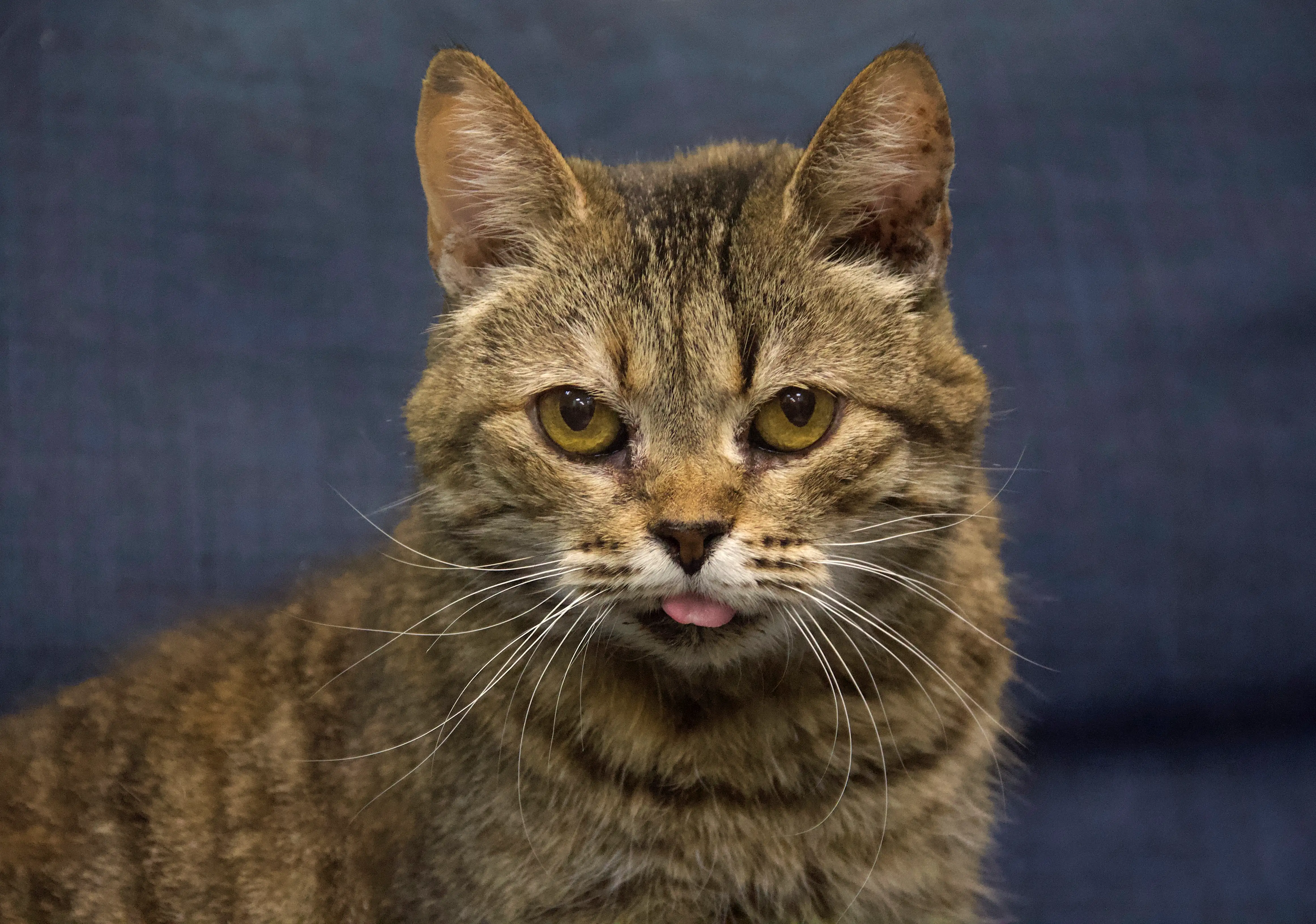 Кошка Матушка - фото 2