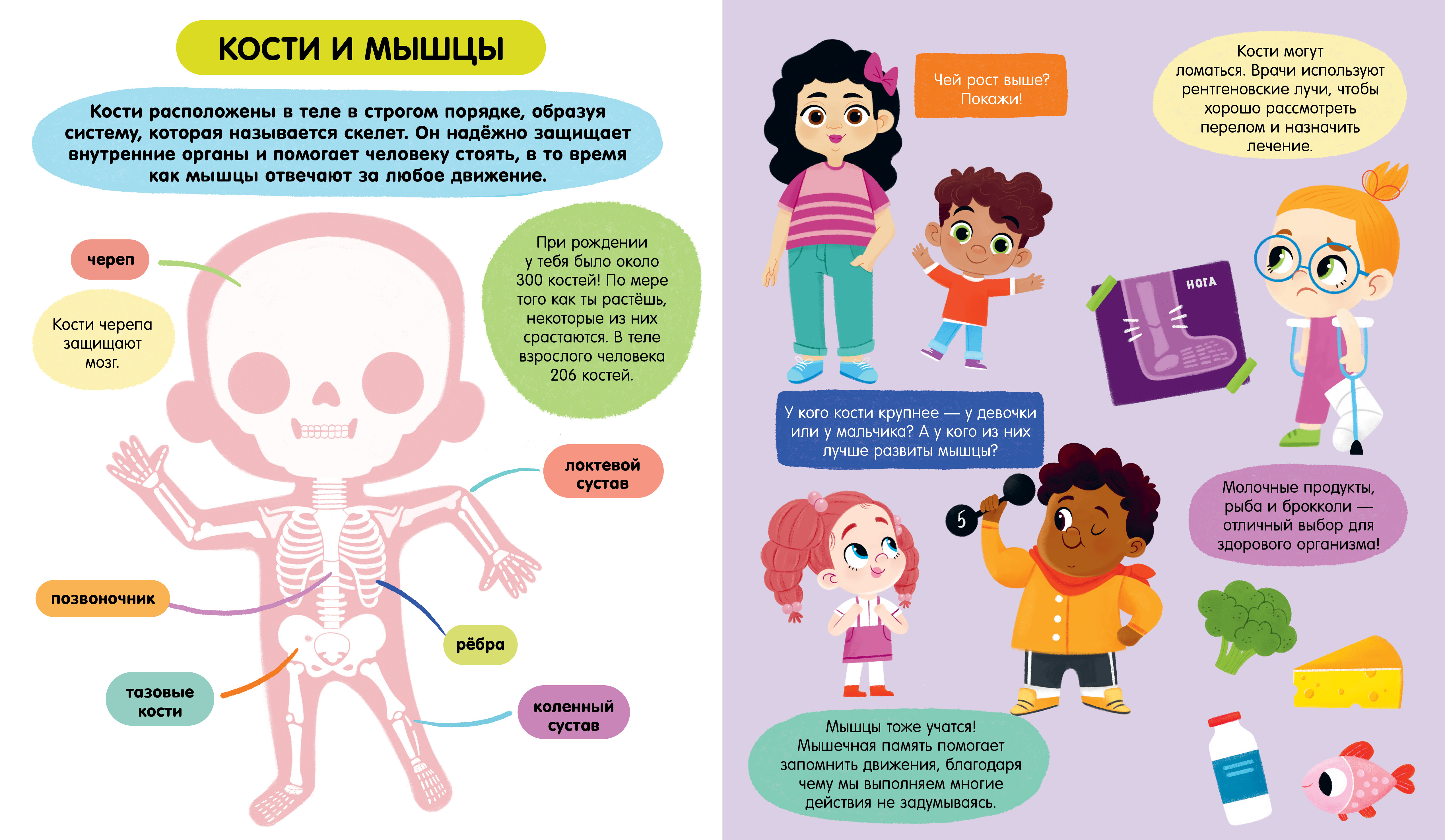 Книга Clever Удивительные энциклопедии Тело человека мягкая обл - фото 2