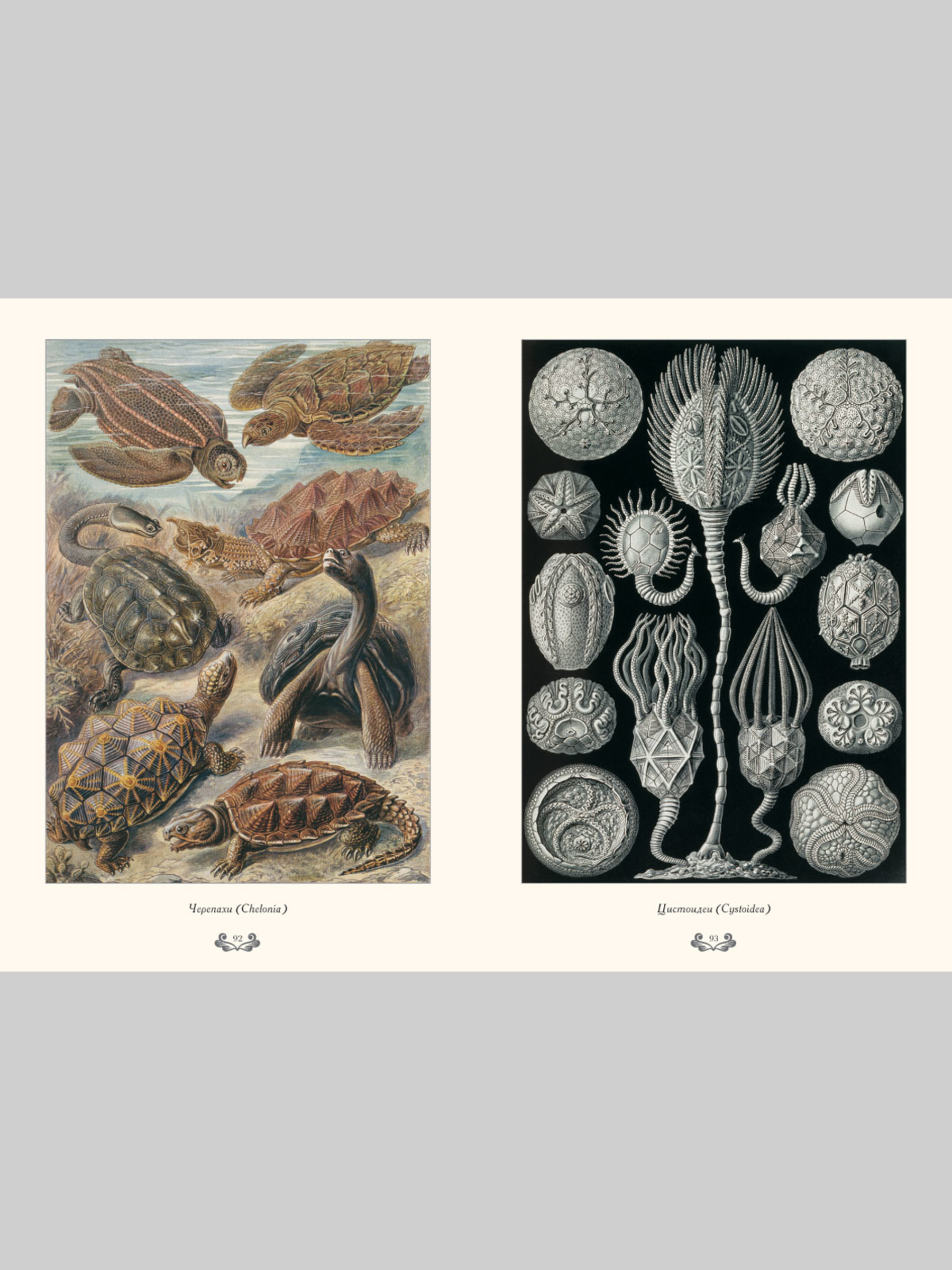 Книга Белый город Красота форм в природе. Э. Геккель (Великие полотна) - фото 9