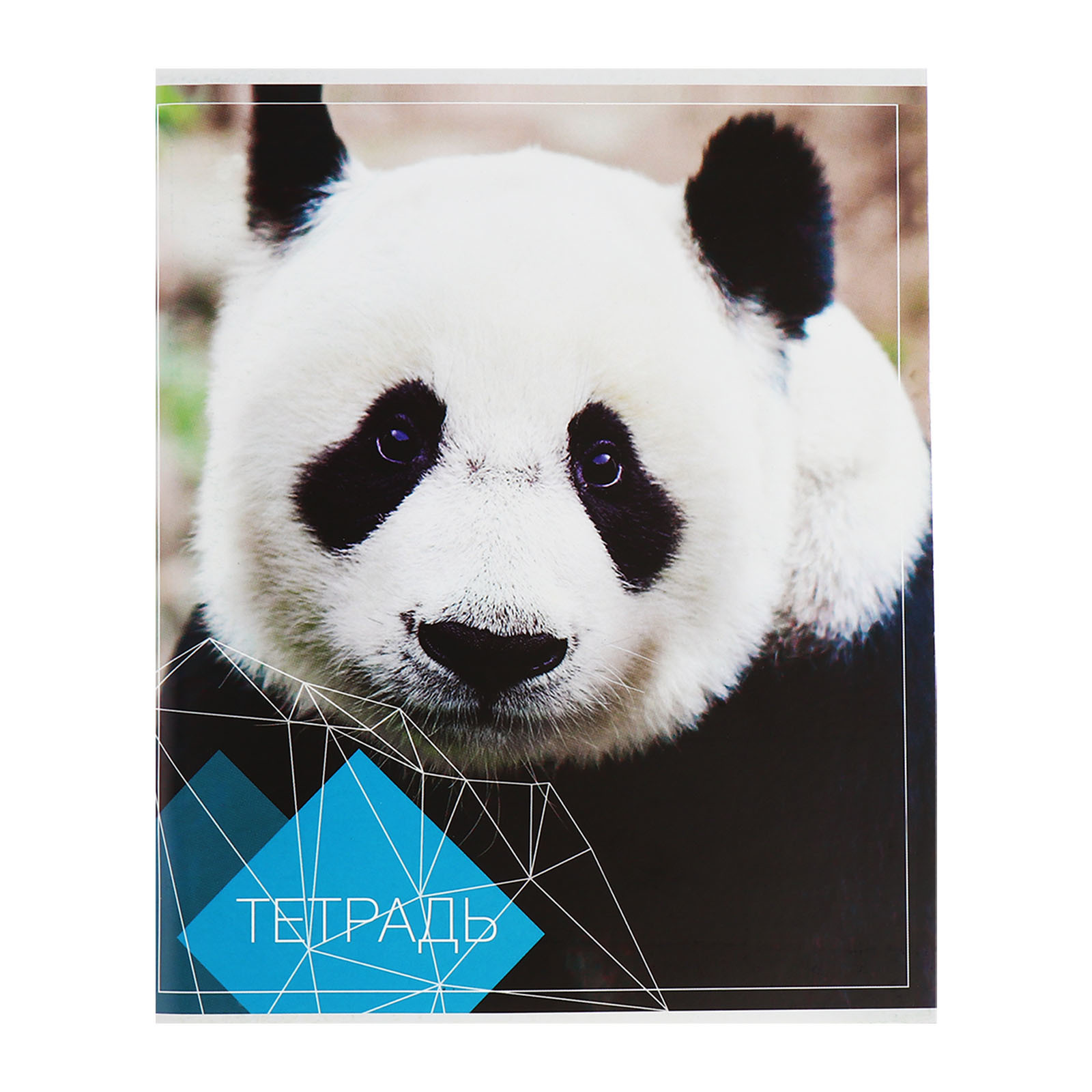 Общая тетрадь Calligrata клетка 96 лист. 4 шт. - фото 6