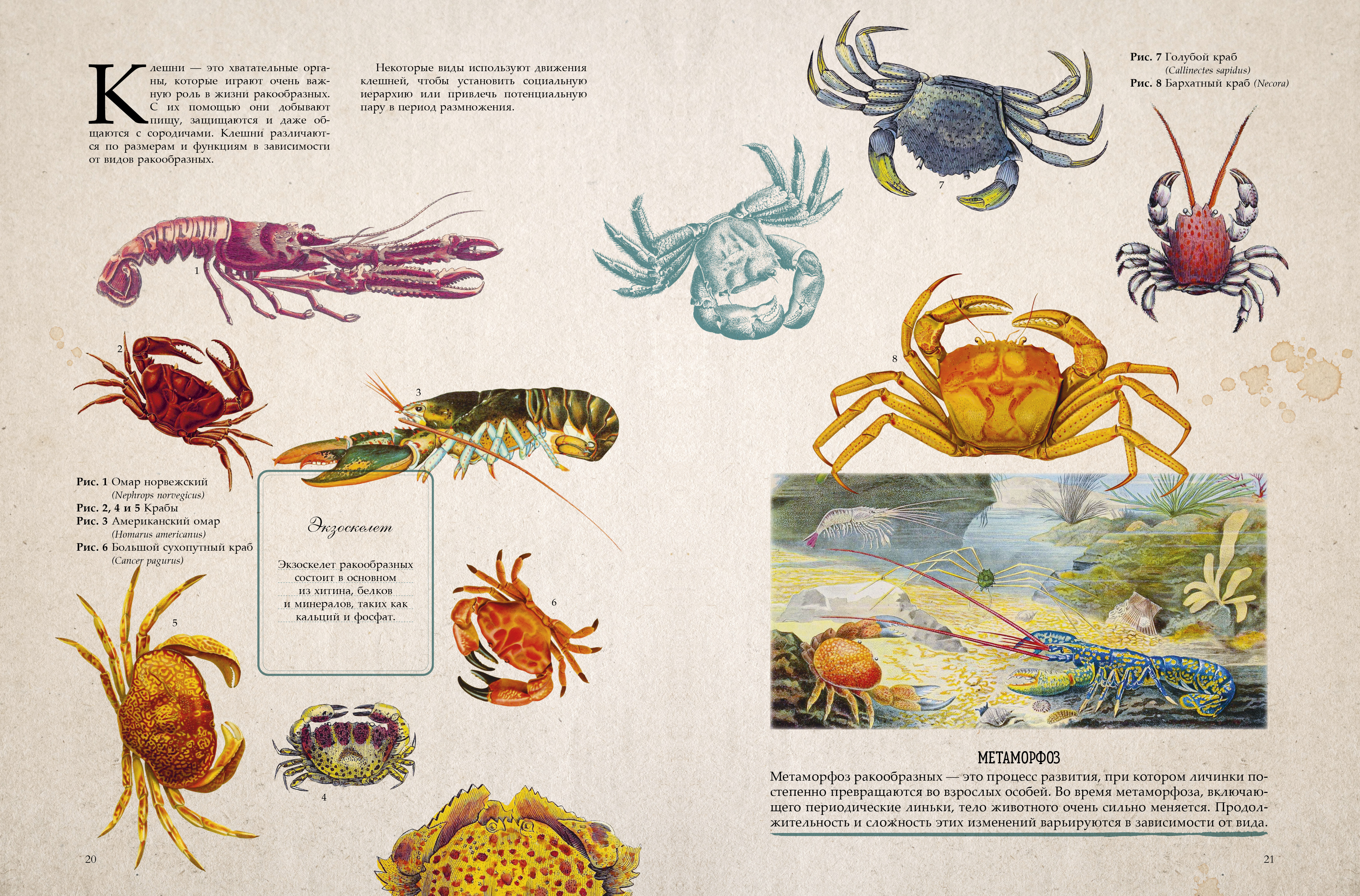 Книга Clever Удивительные энциклопедии - фото 6