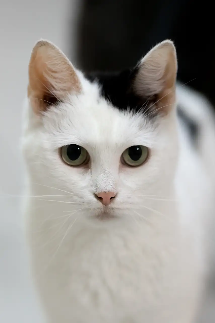 Кошка Горлица - фото 3