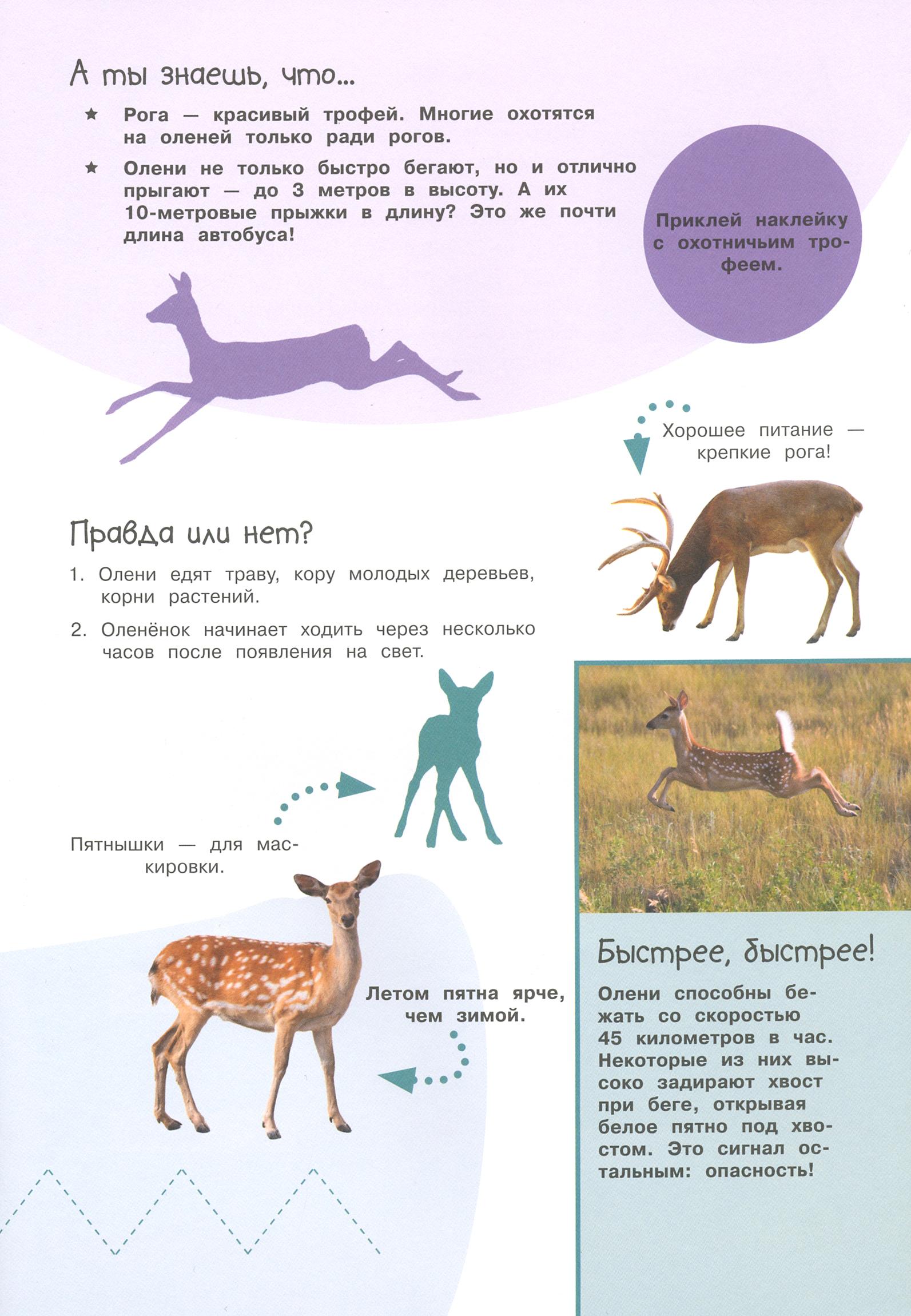 Книга Лабиринт Смотри и учись Жители леса - фото 4