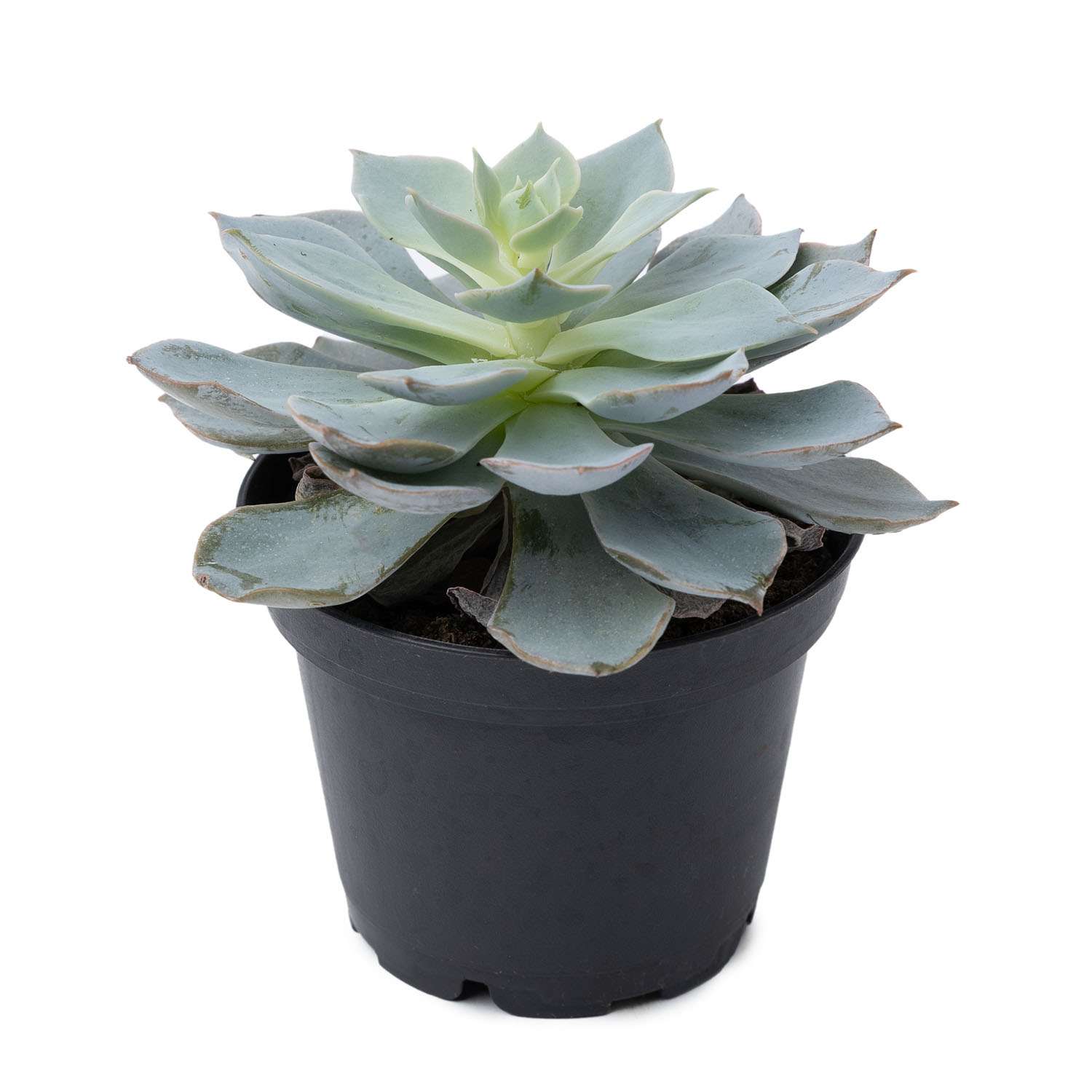 Растение ЕТК Суккуленты D7 в ассортименте - фото 3