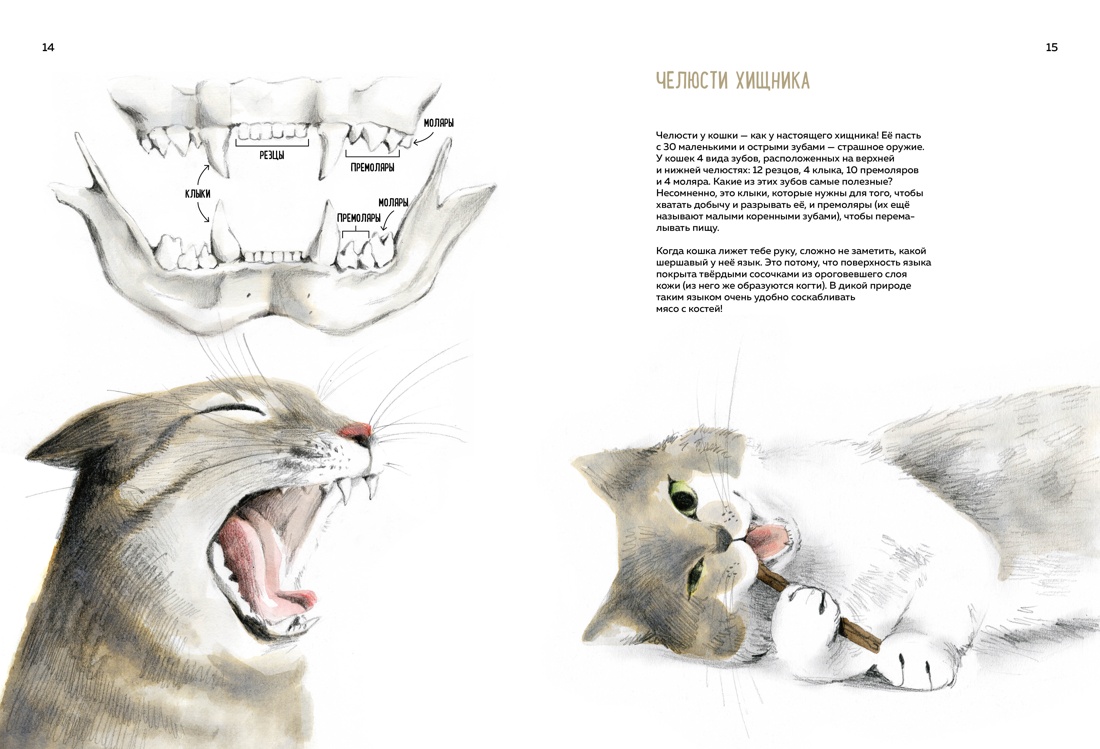 Книга Махаон Энц. Бурсе К. Невероятные коты. Всё, что нужно знать о любимых питомцах - фото 16