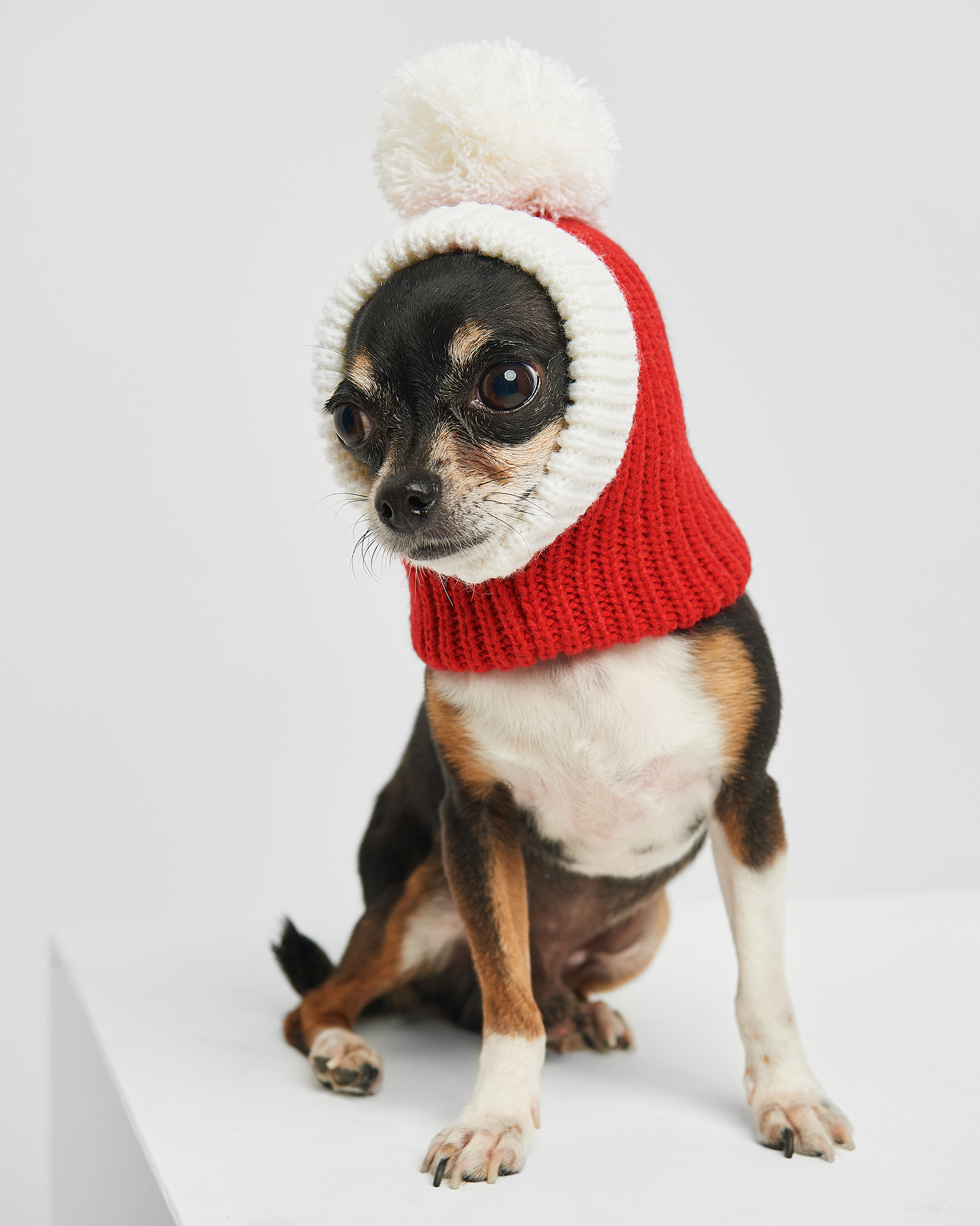 Шапка для собак и кошек Зоозавр - фото 1