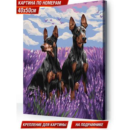 Картина по номерам Hobby Paint Доберманы в лаванде в ассортименте
