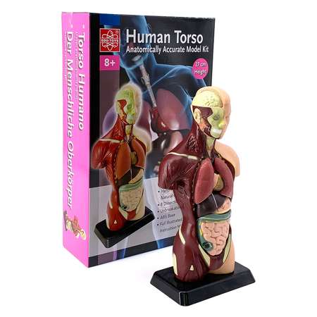 Наглядное пособие EDU-TOYS
