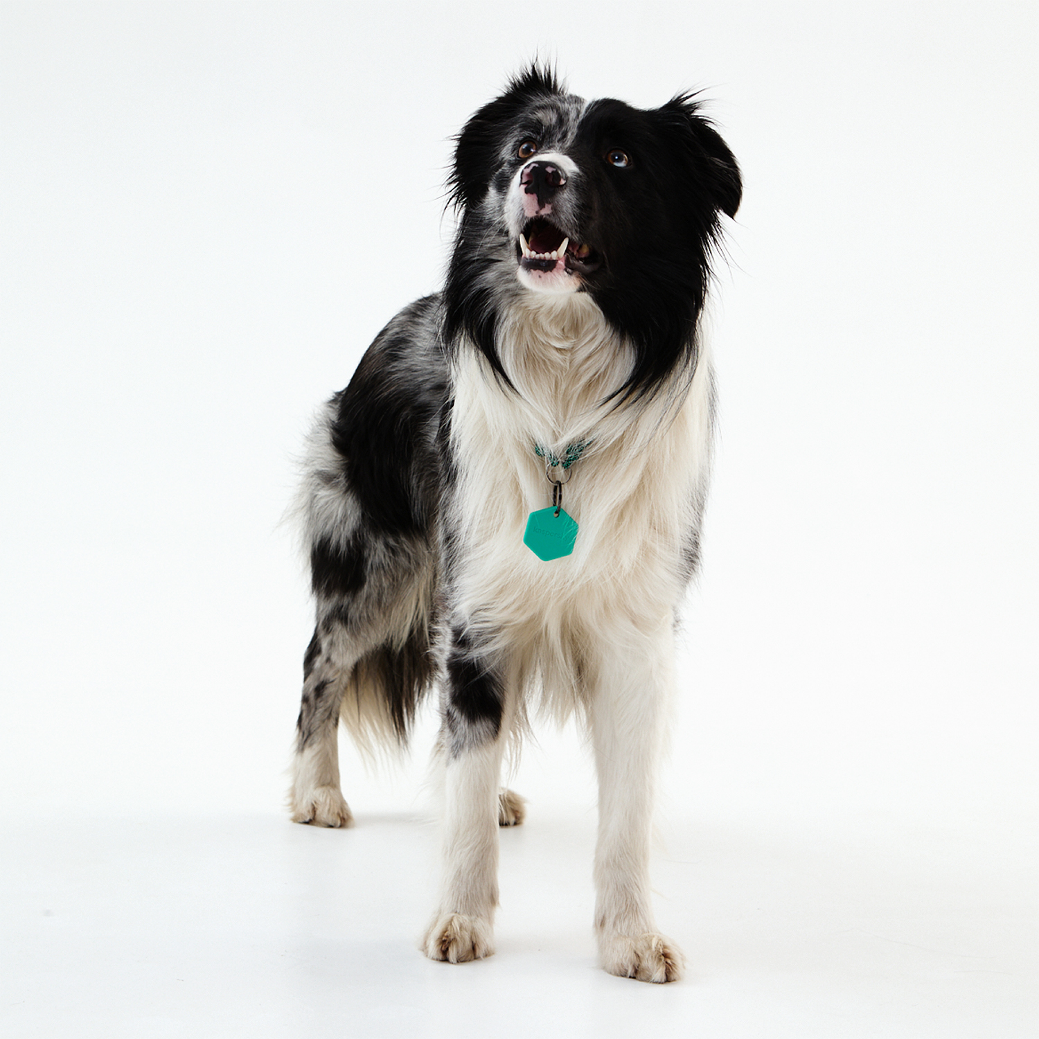 Умный трекер для животных Kaspersky Tag с силиконовым чехлом - фото 4